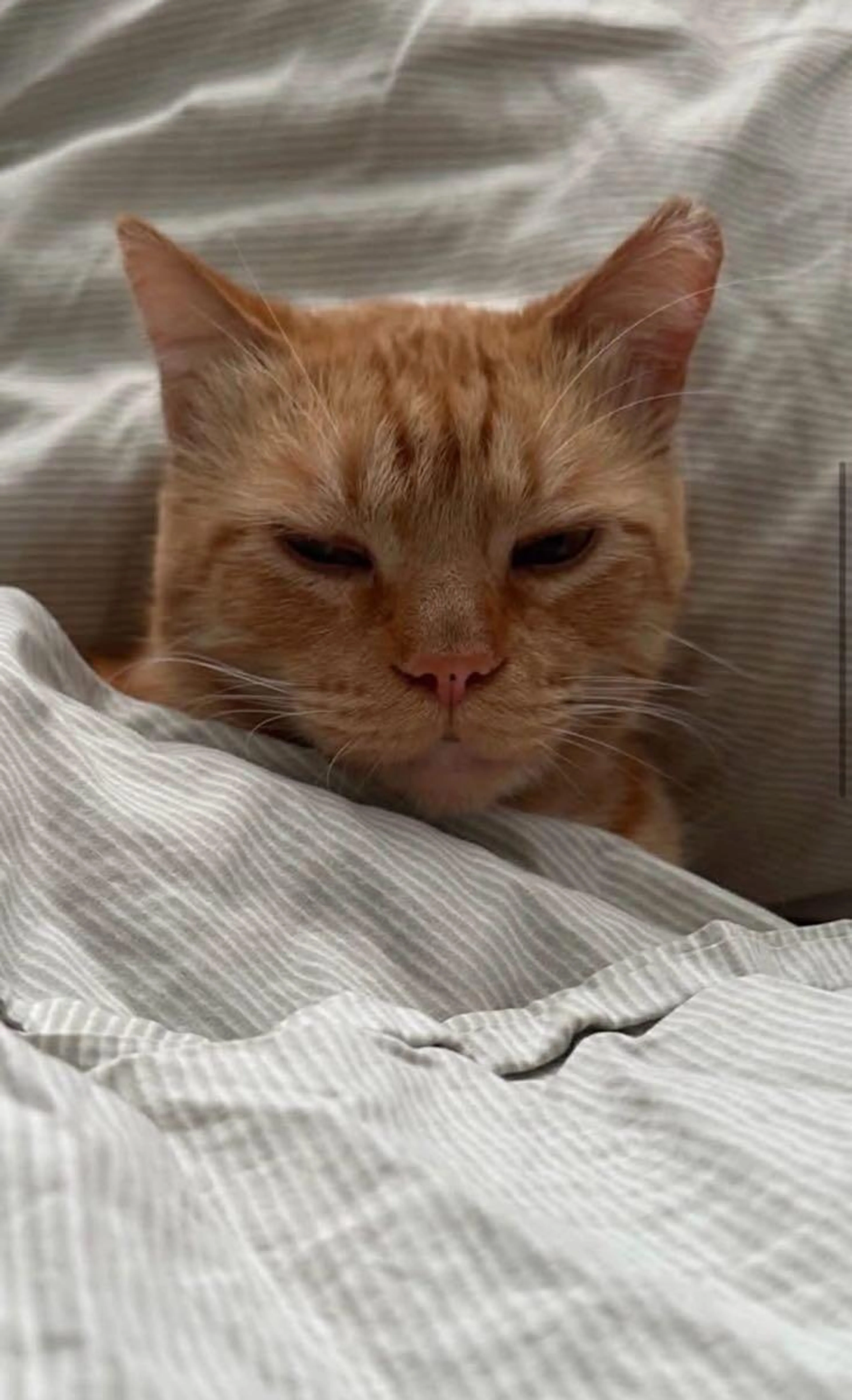Lost pet