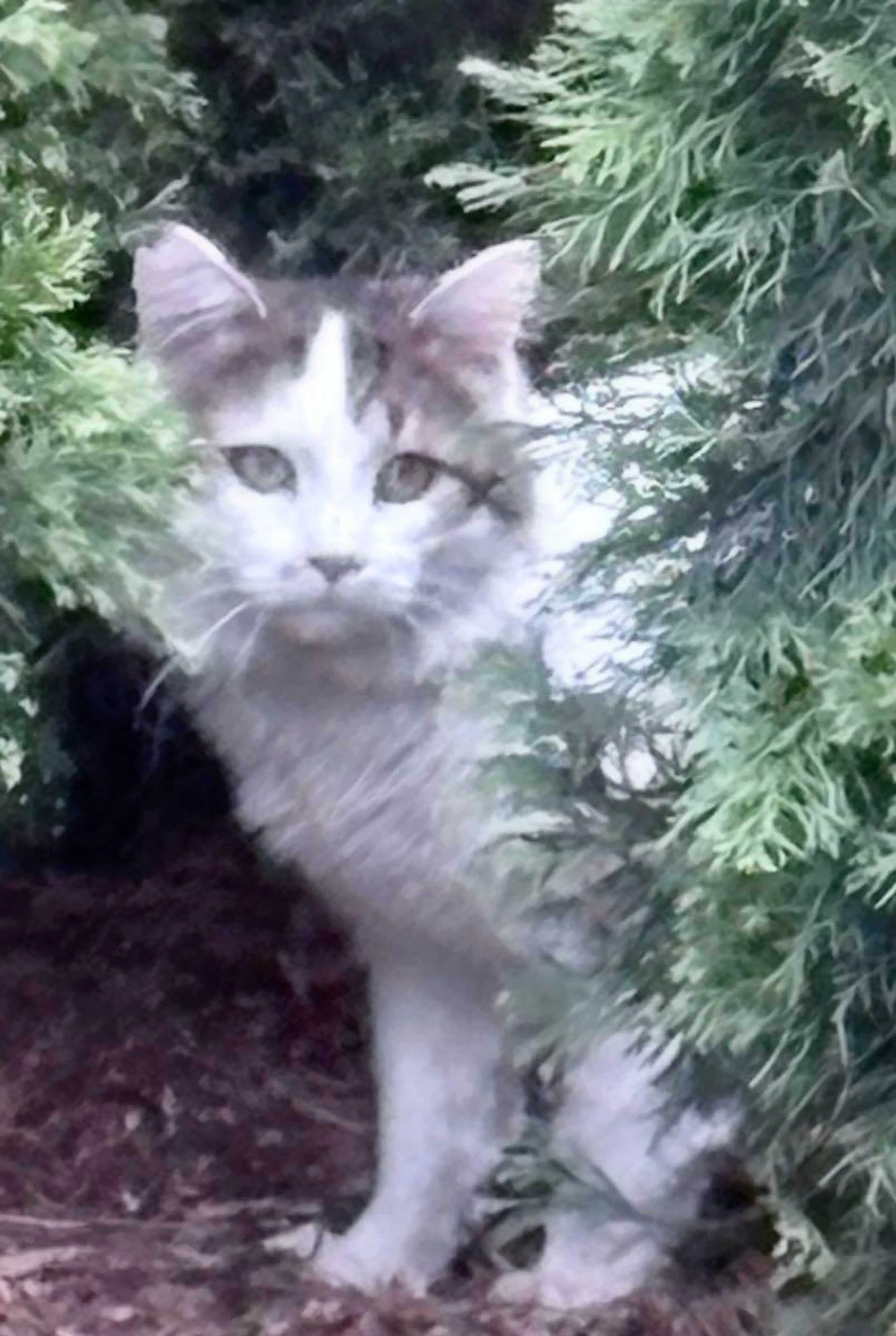 Found pet