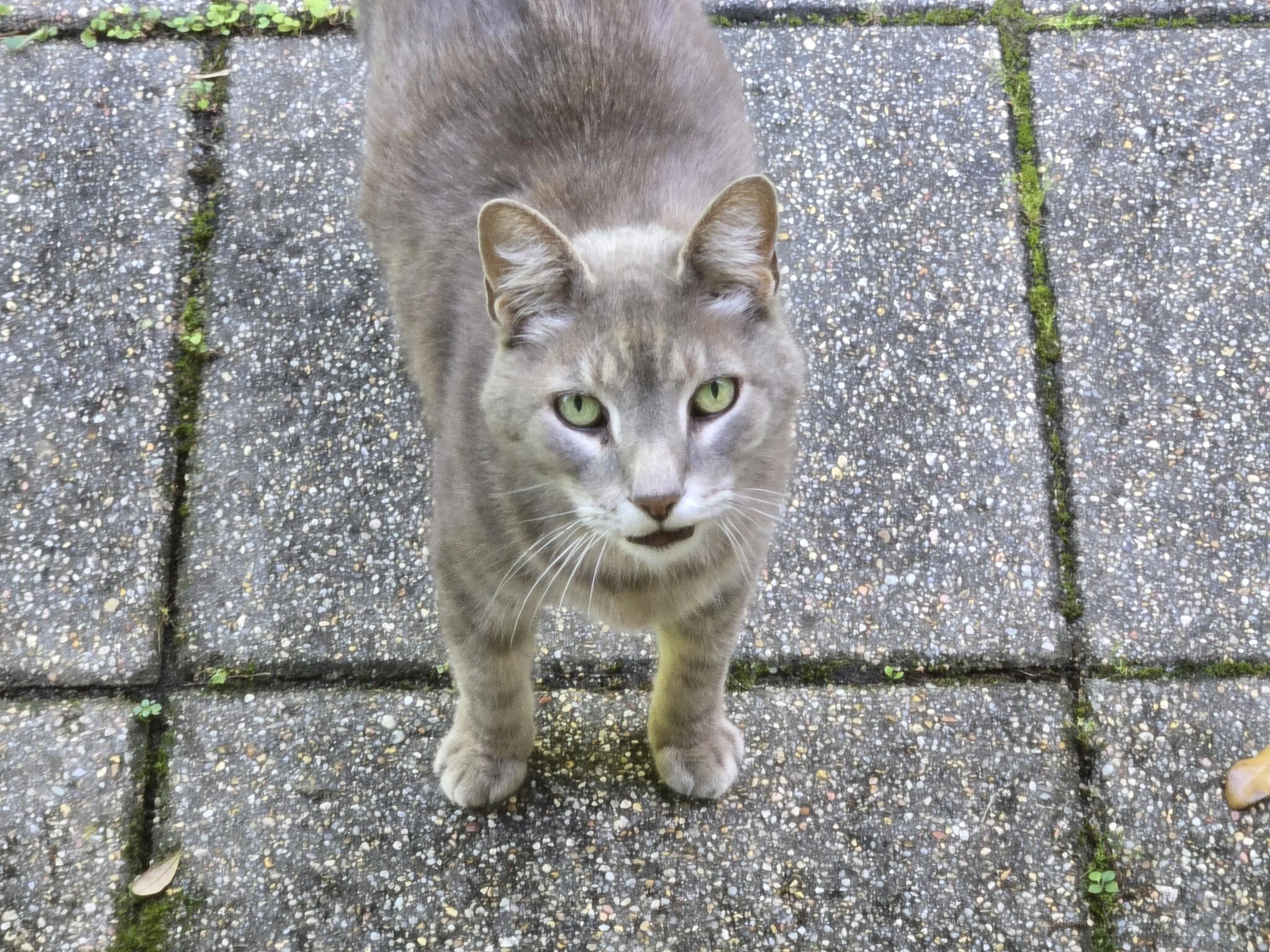 Lost pet