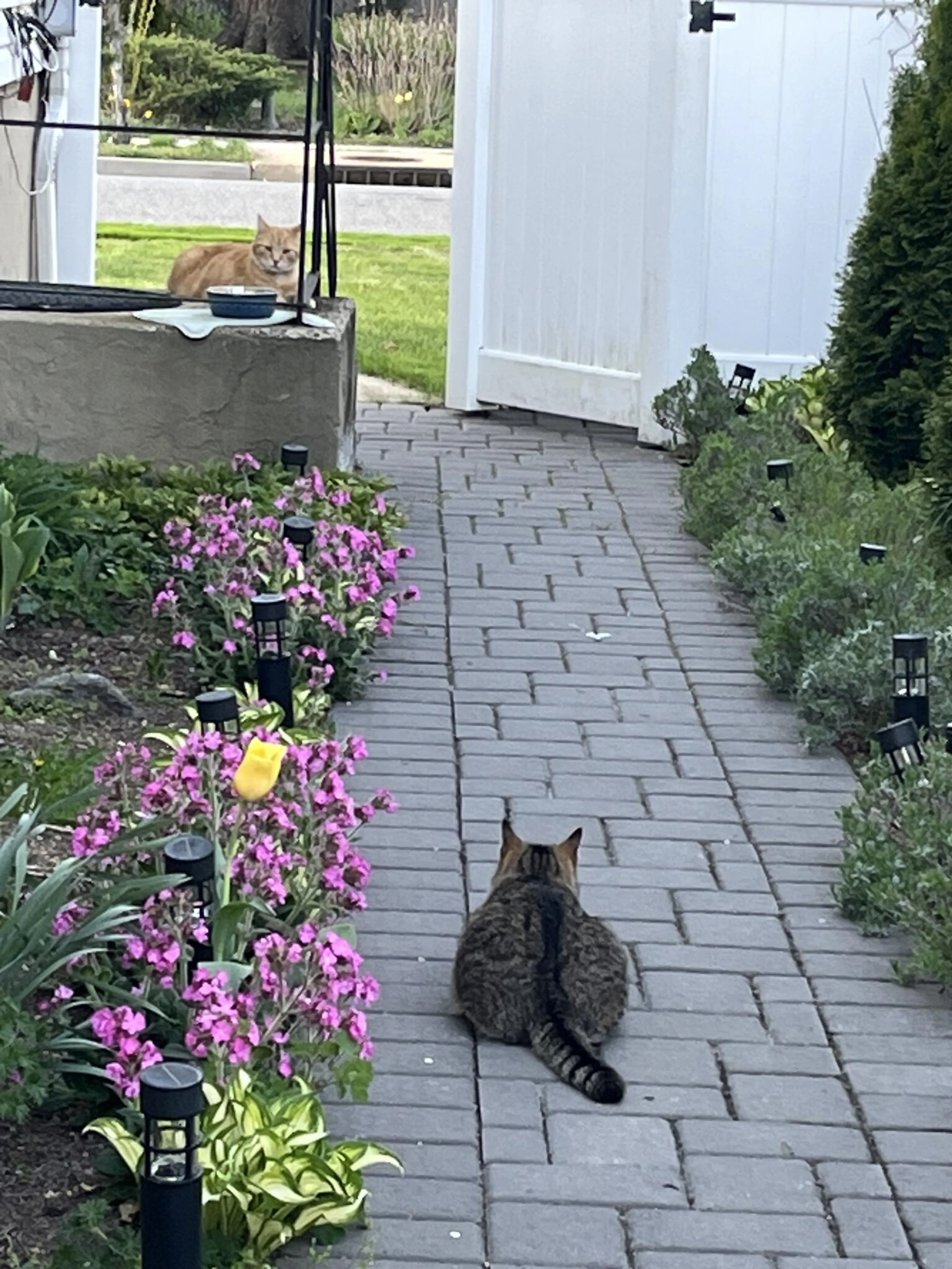 Lost pet