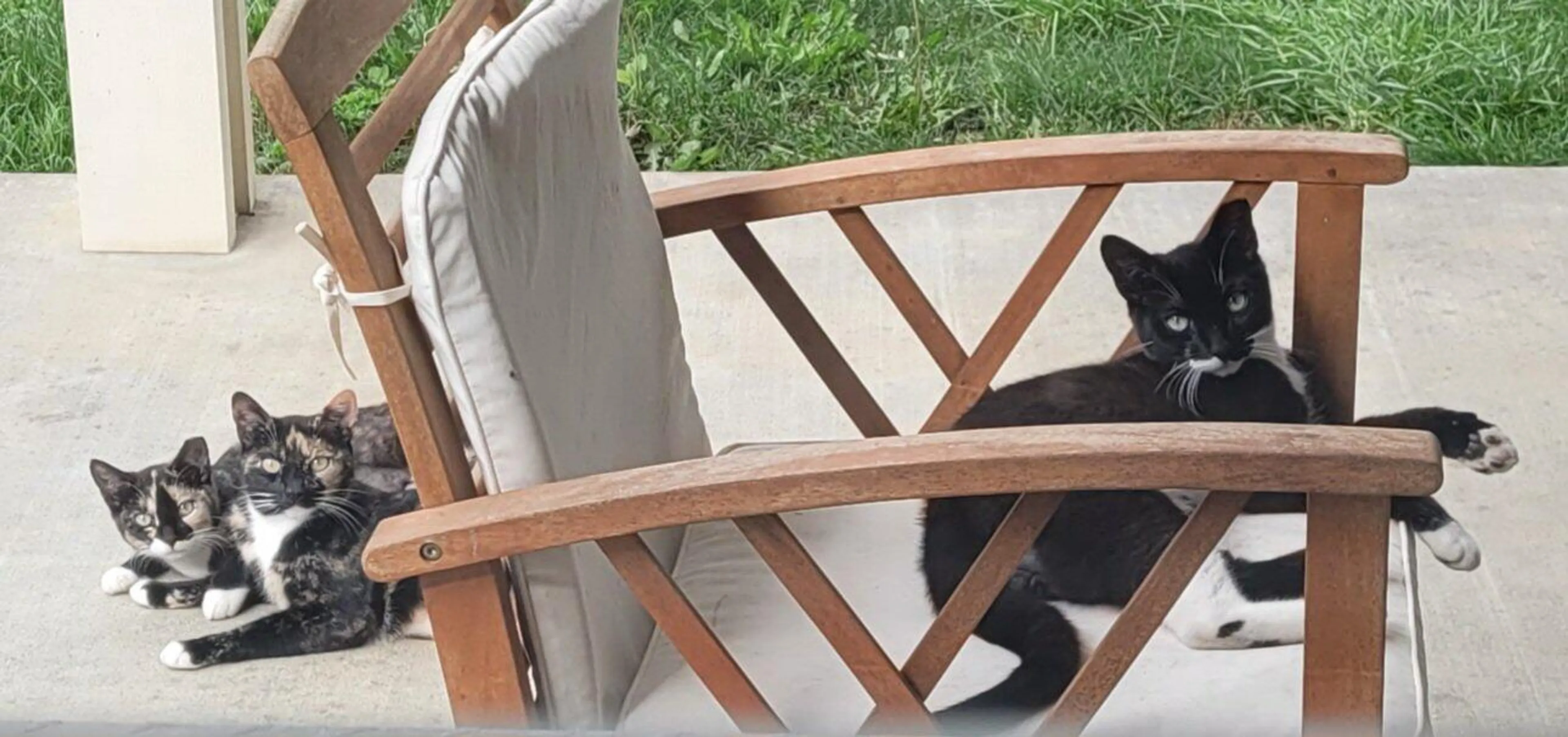 Lost pet