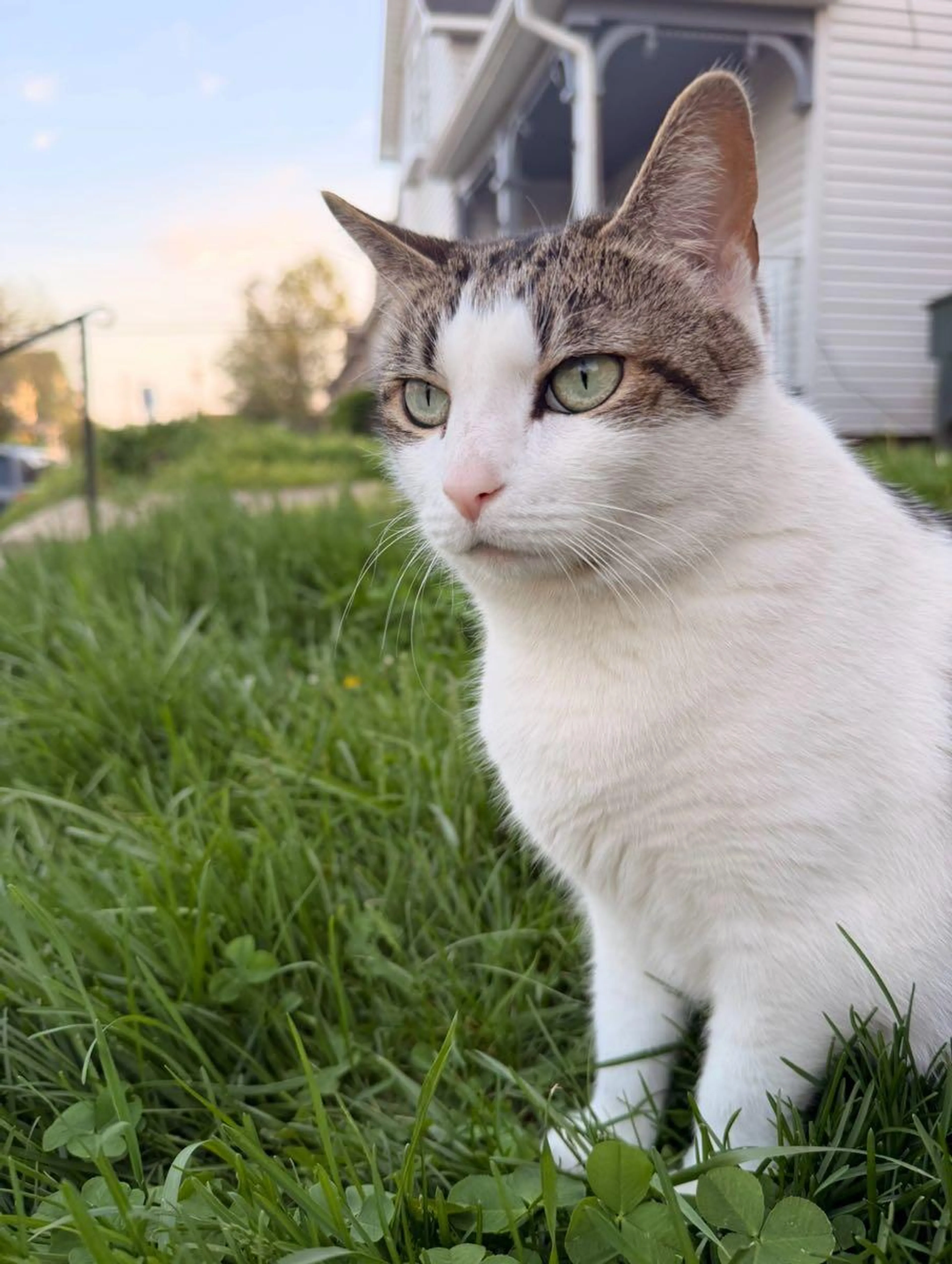 Lost pet