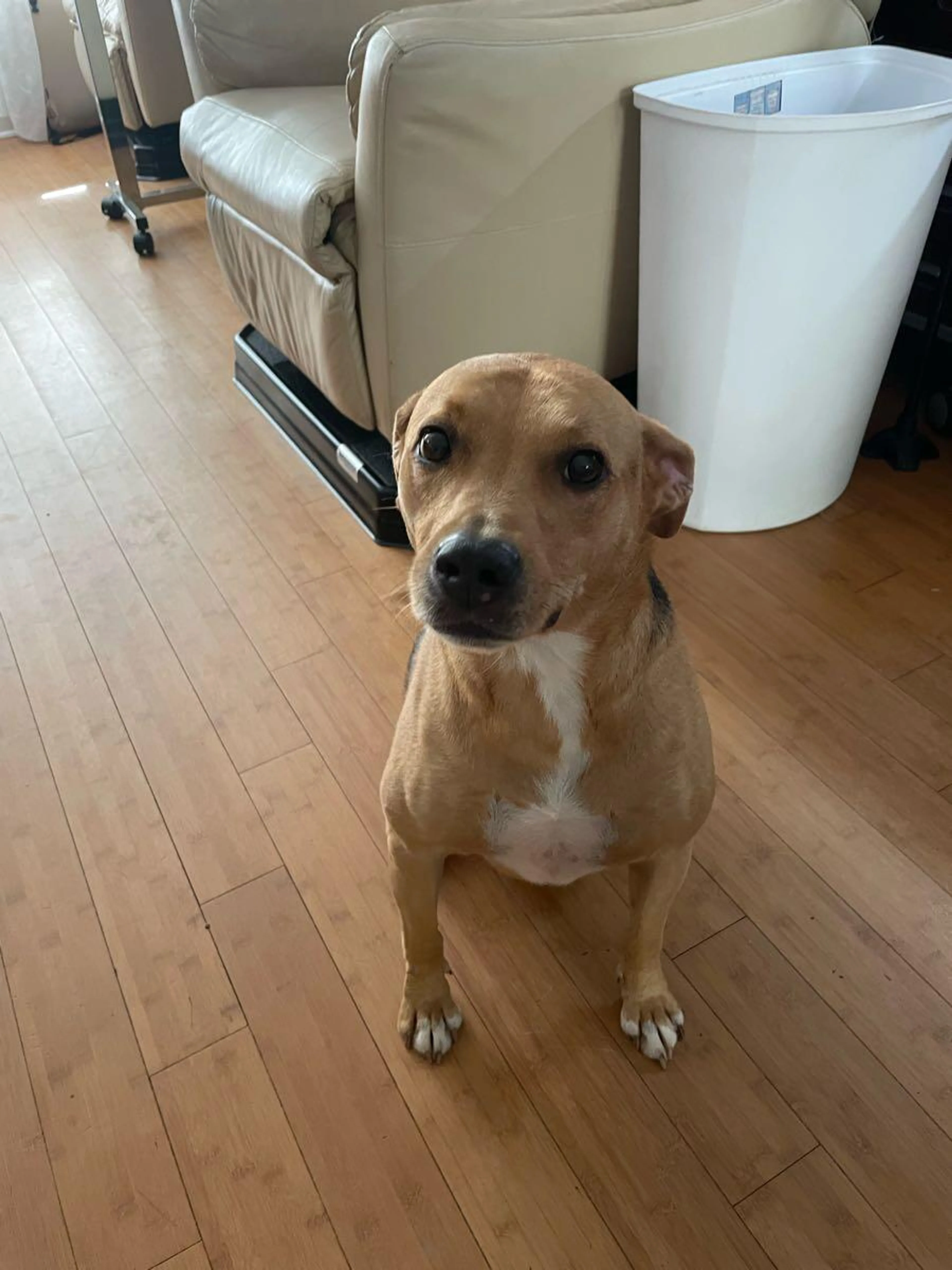 Lost pet