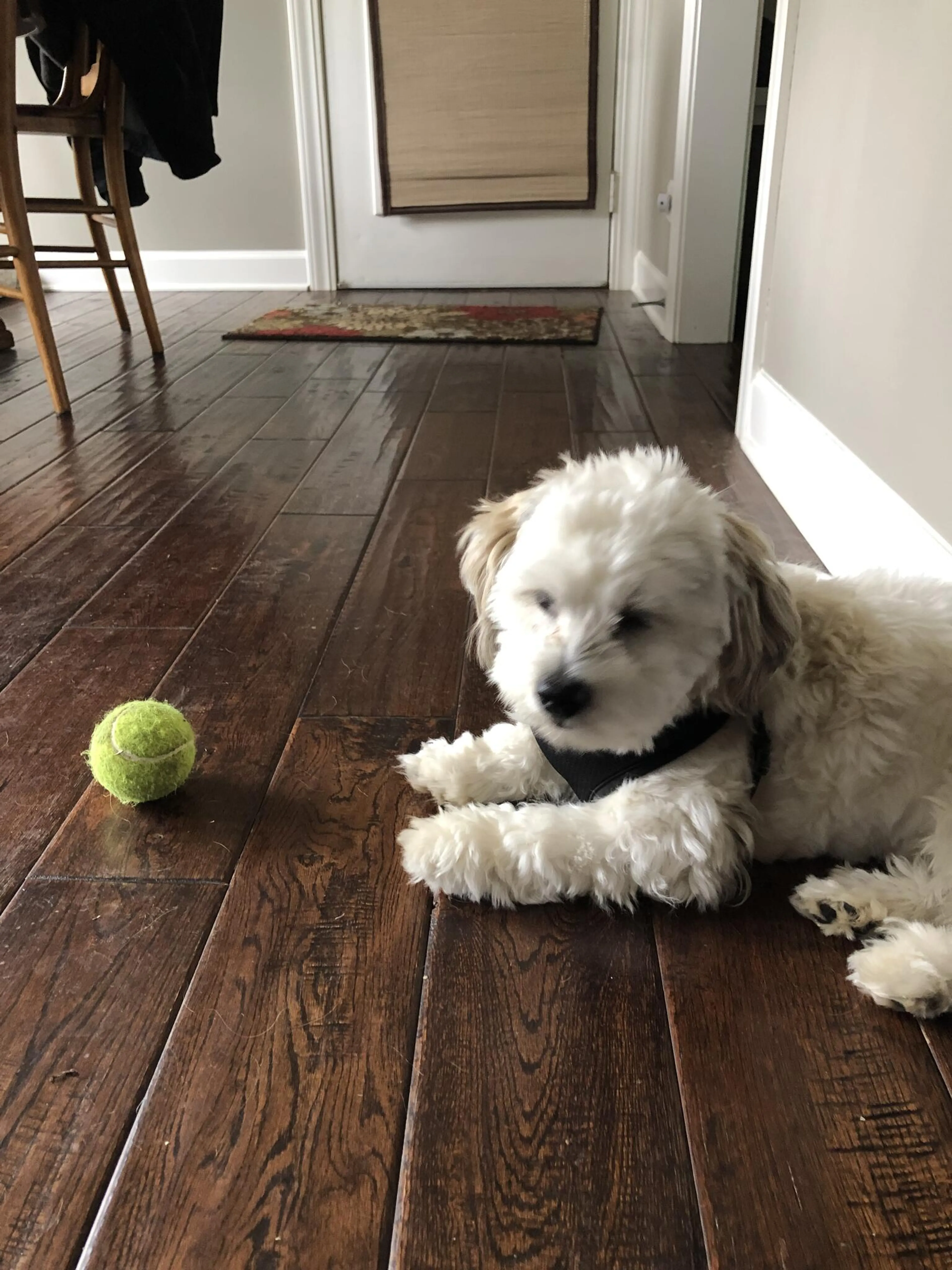 Lost pet