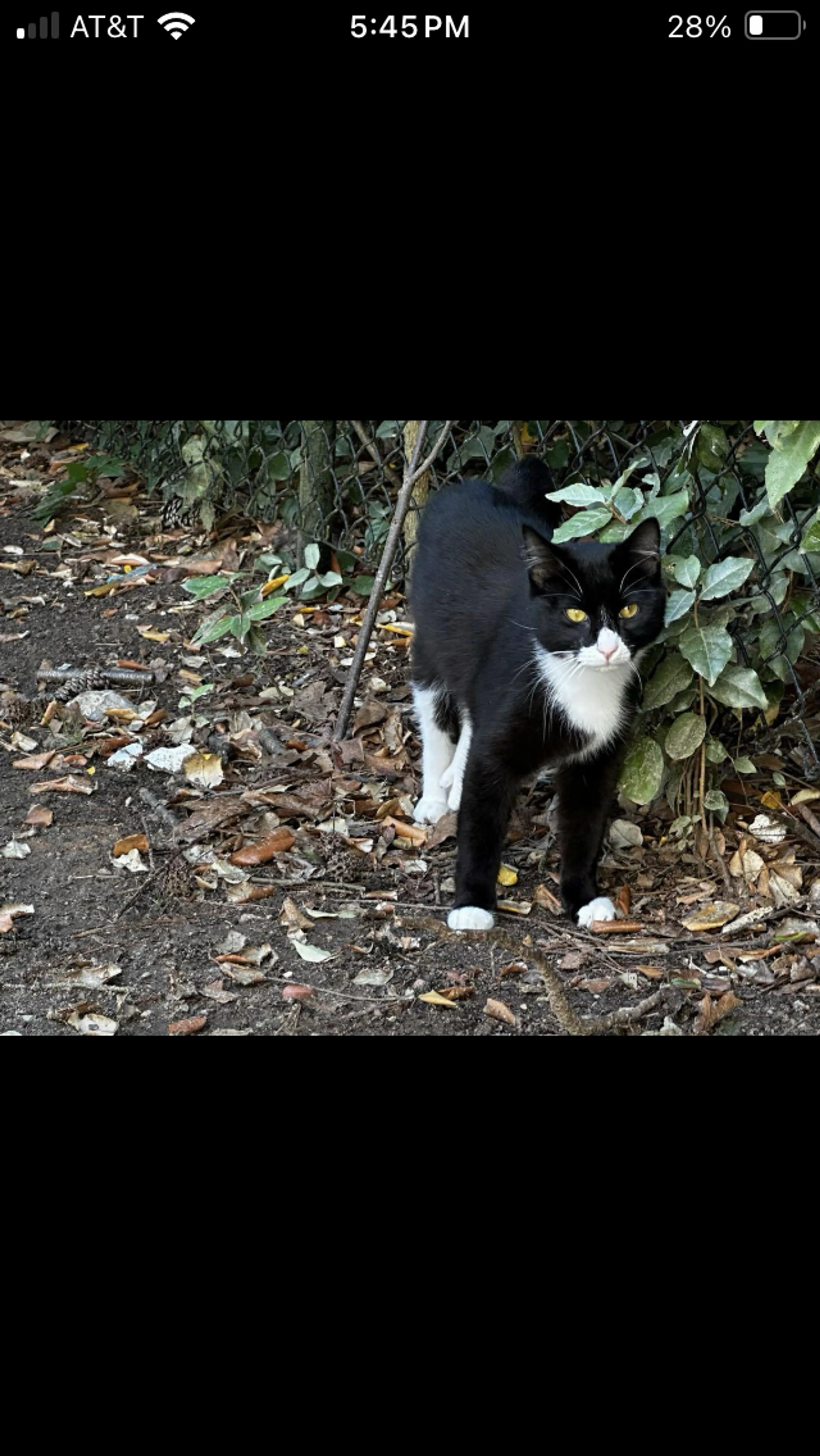 Found pet