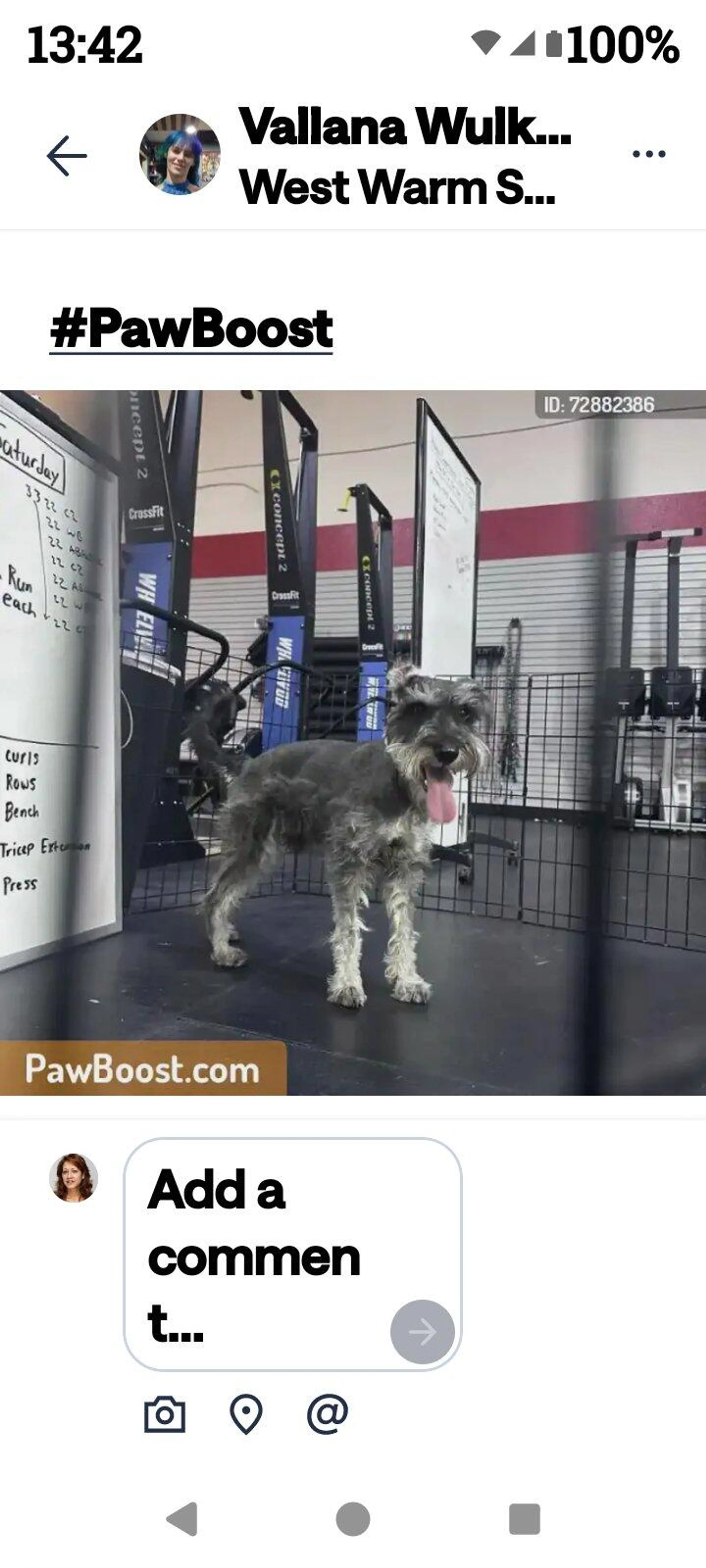 Found pet