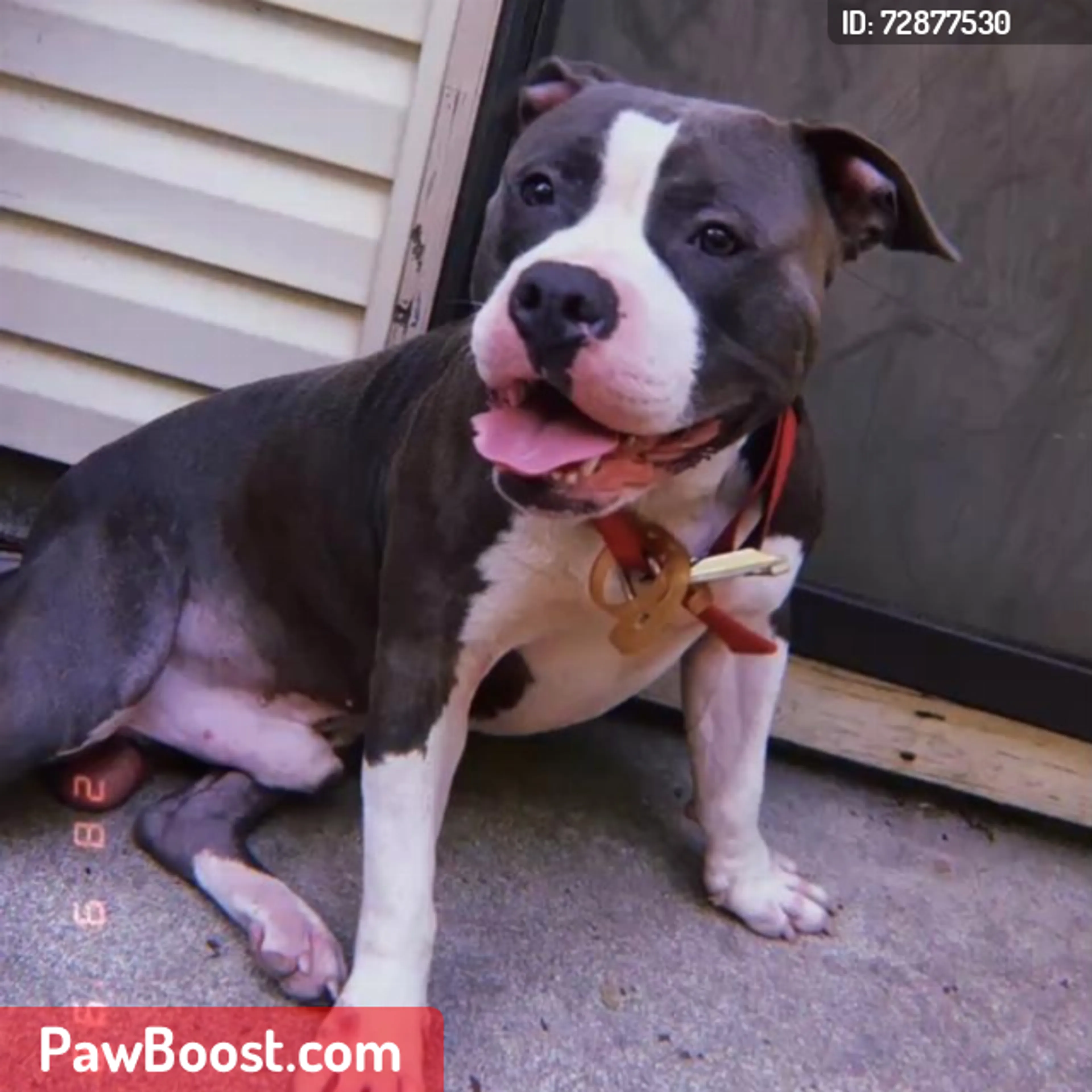Lost pet