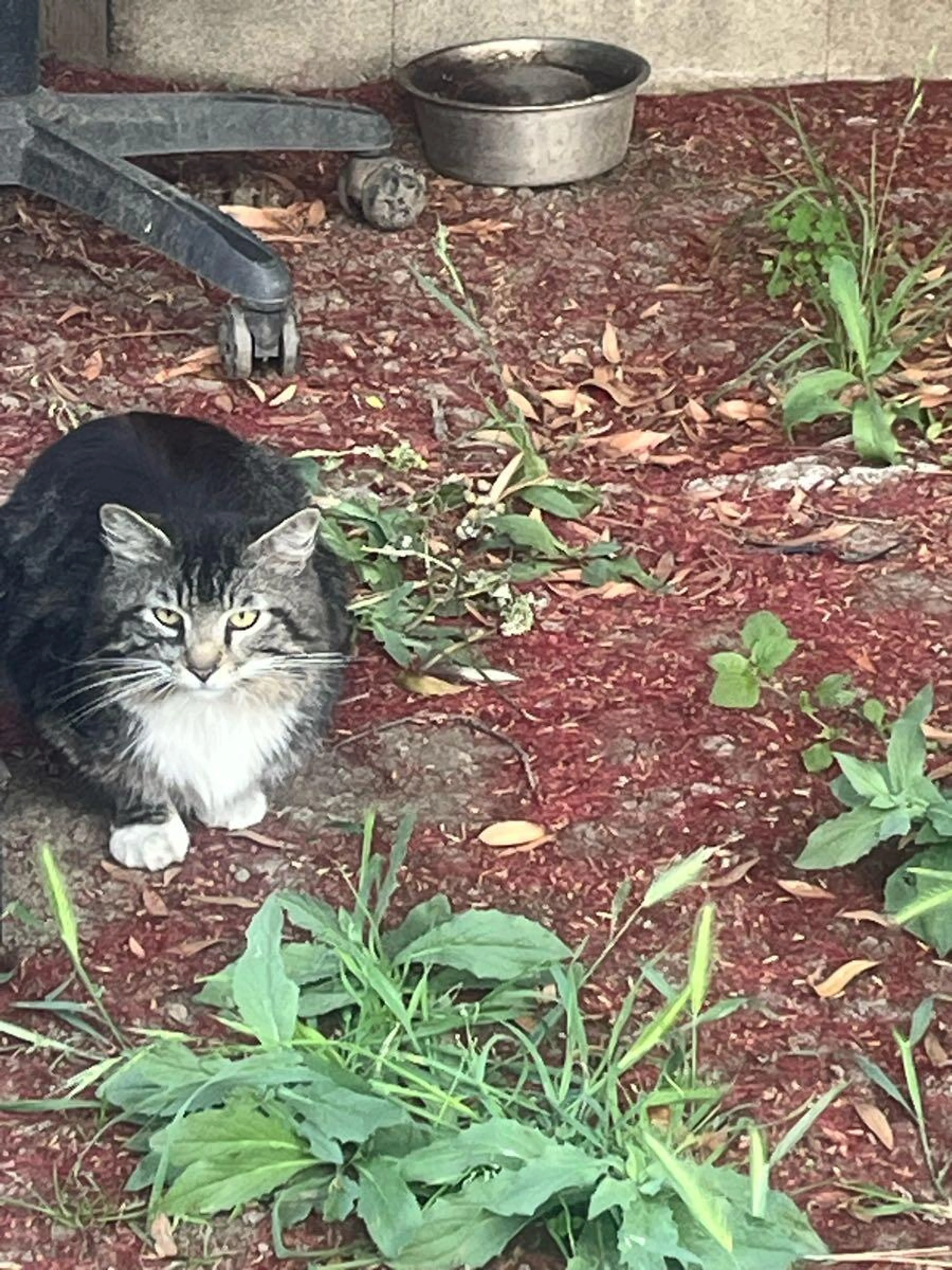 Found pet