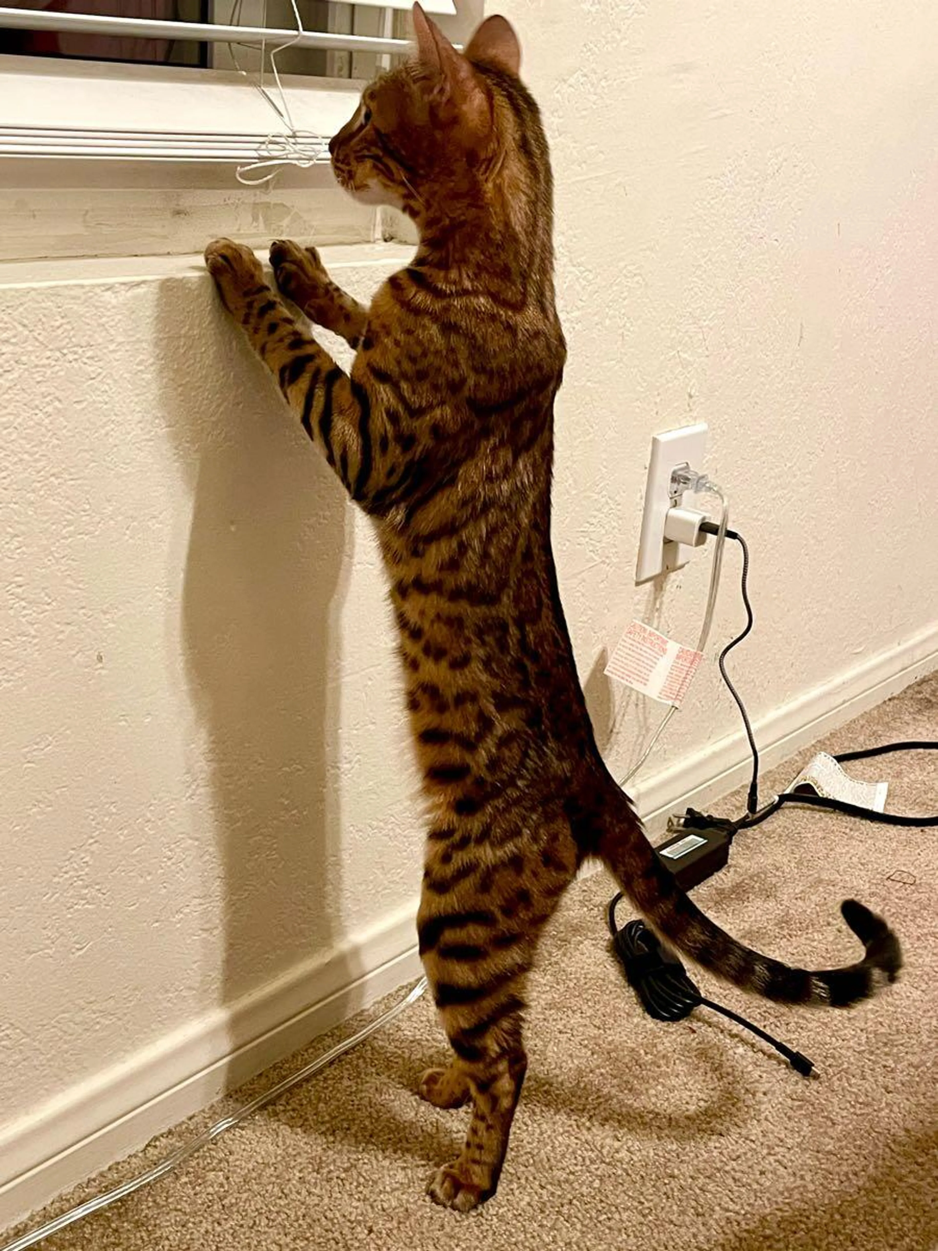 Lost pet