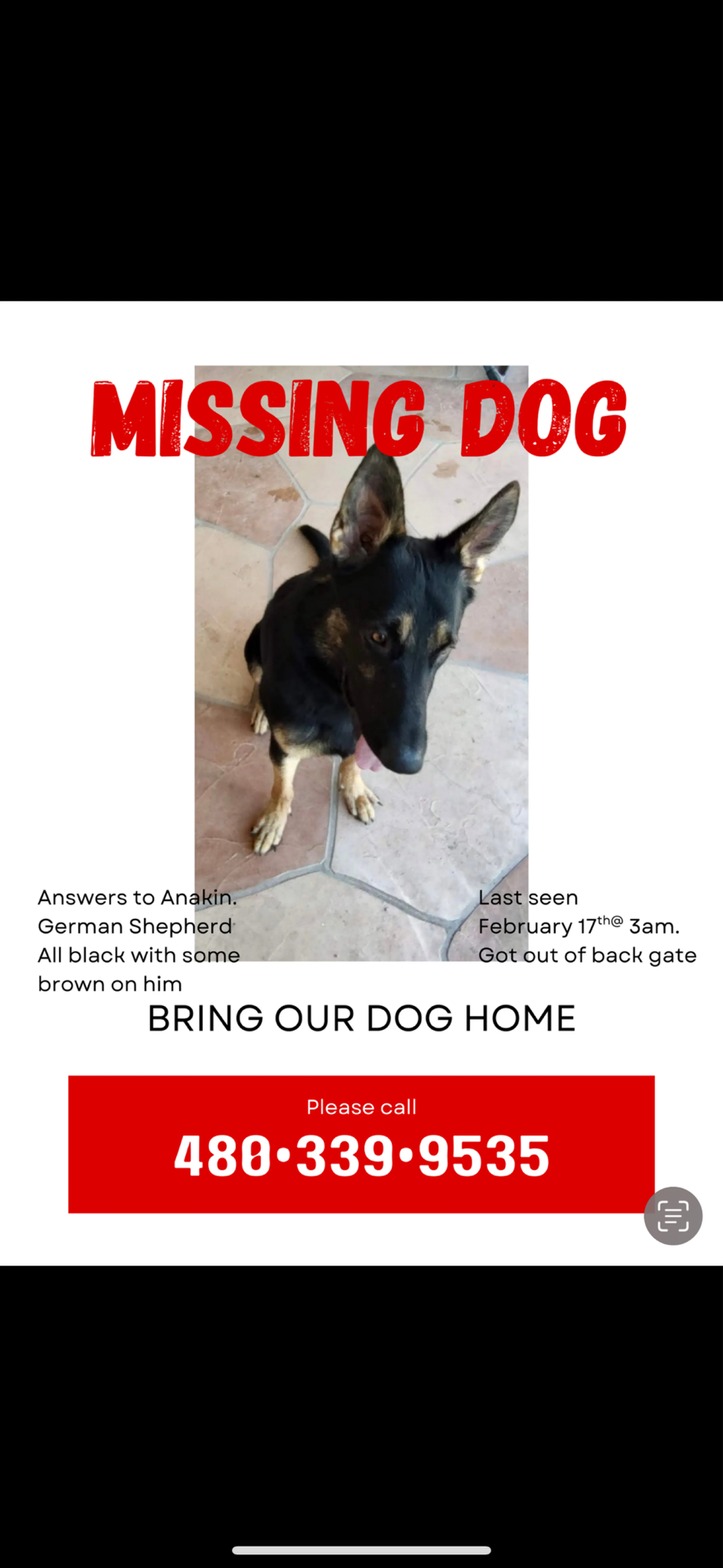 Lost pet