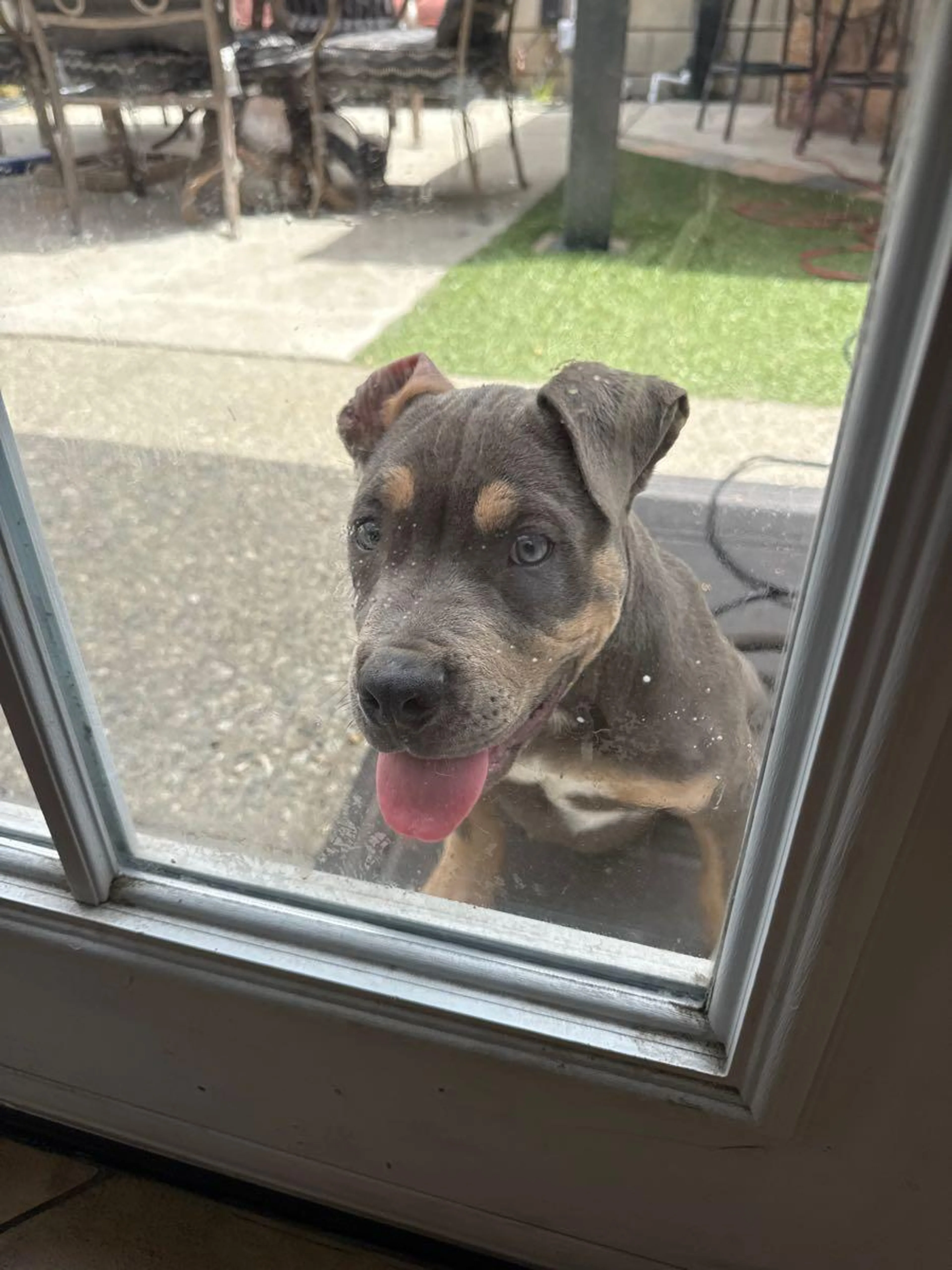 Found pet