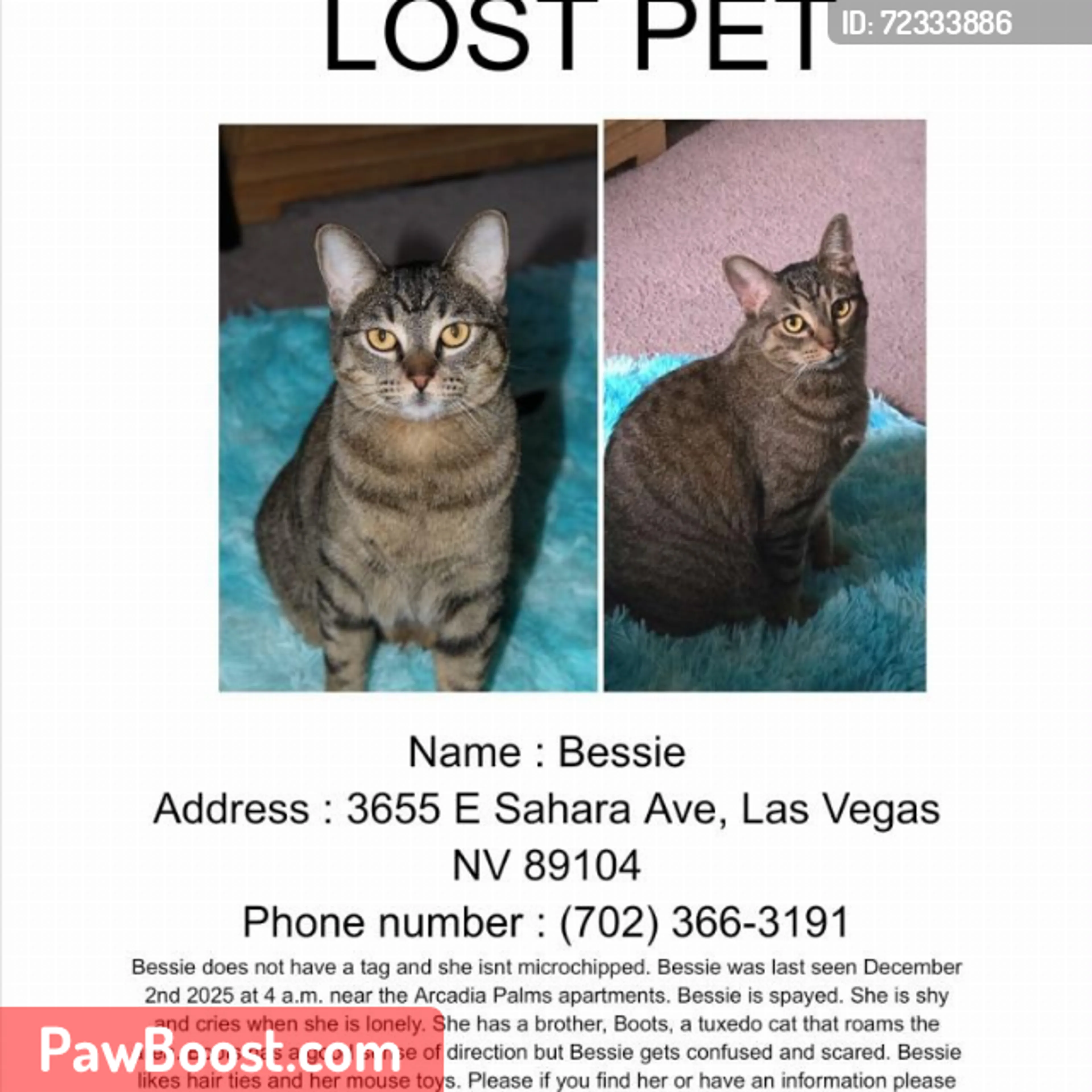 Lost pet