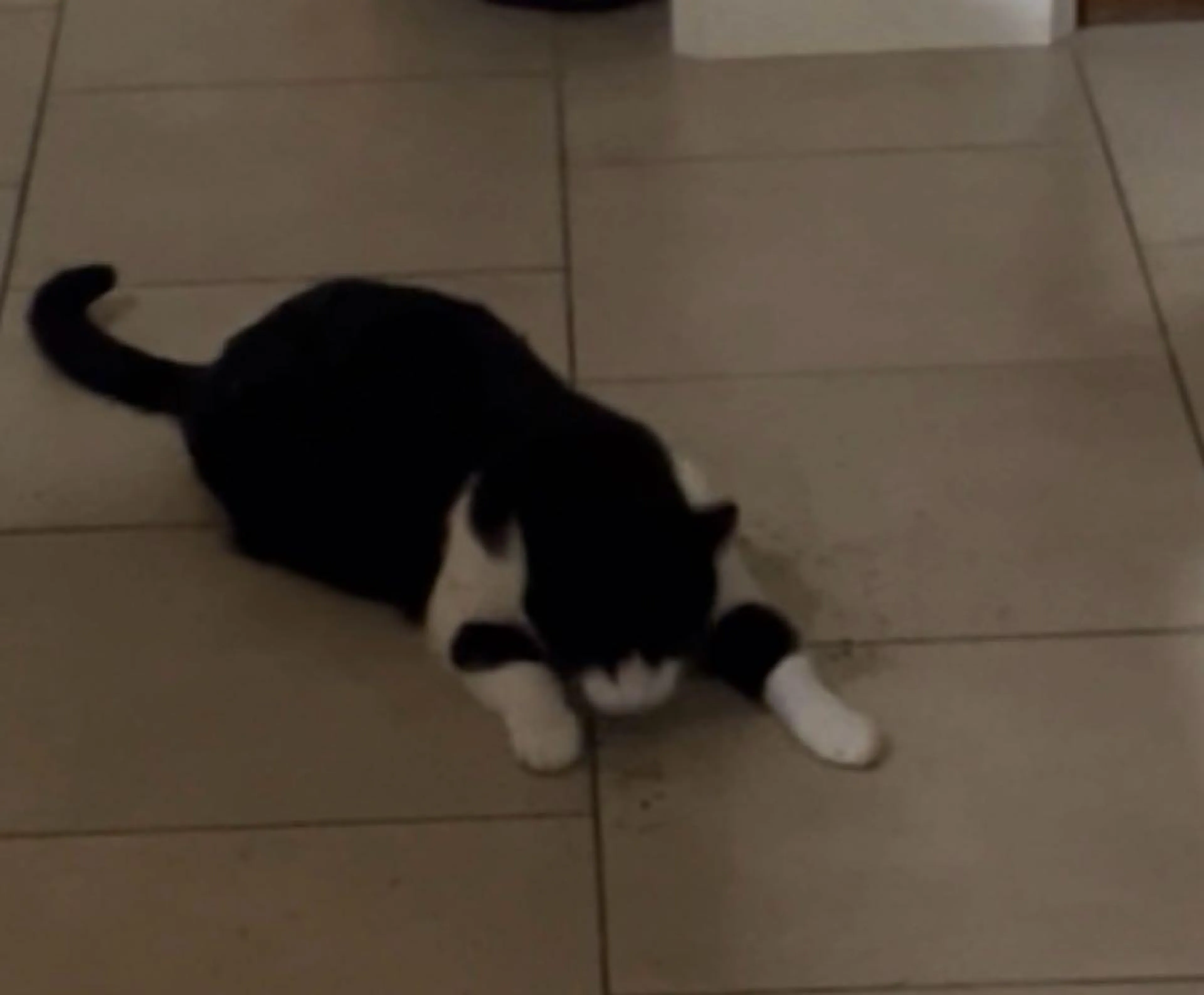 Lost pet
