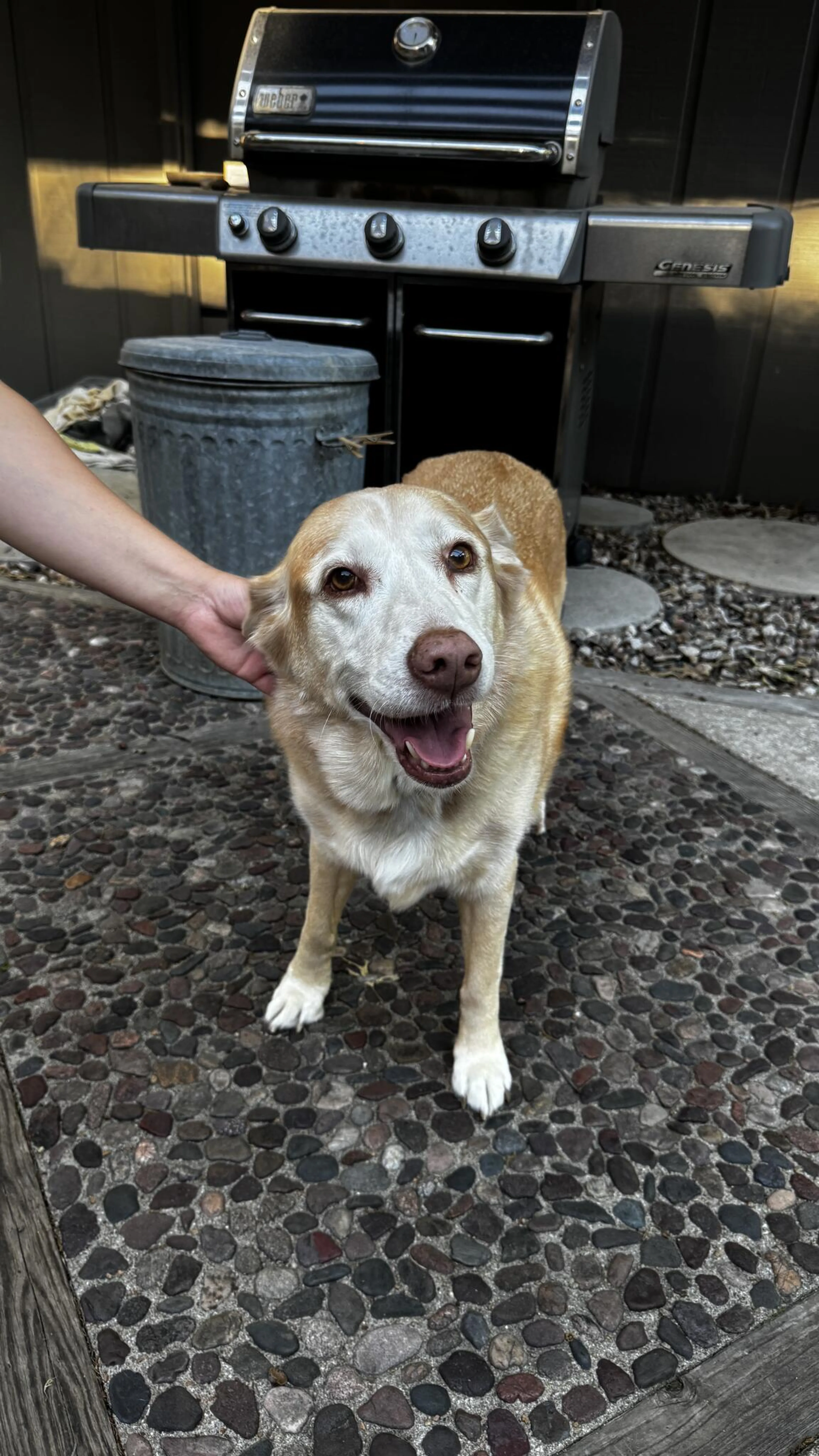Found pet