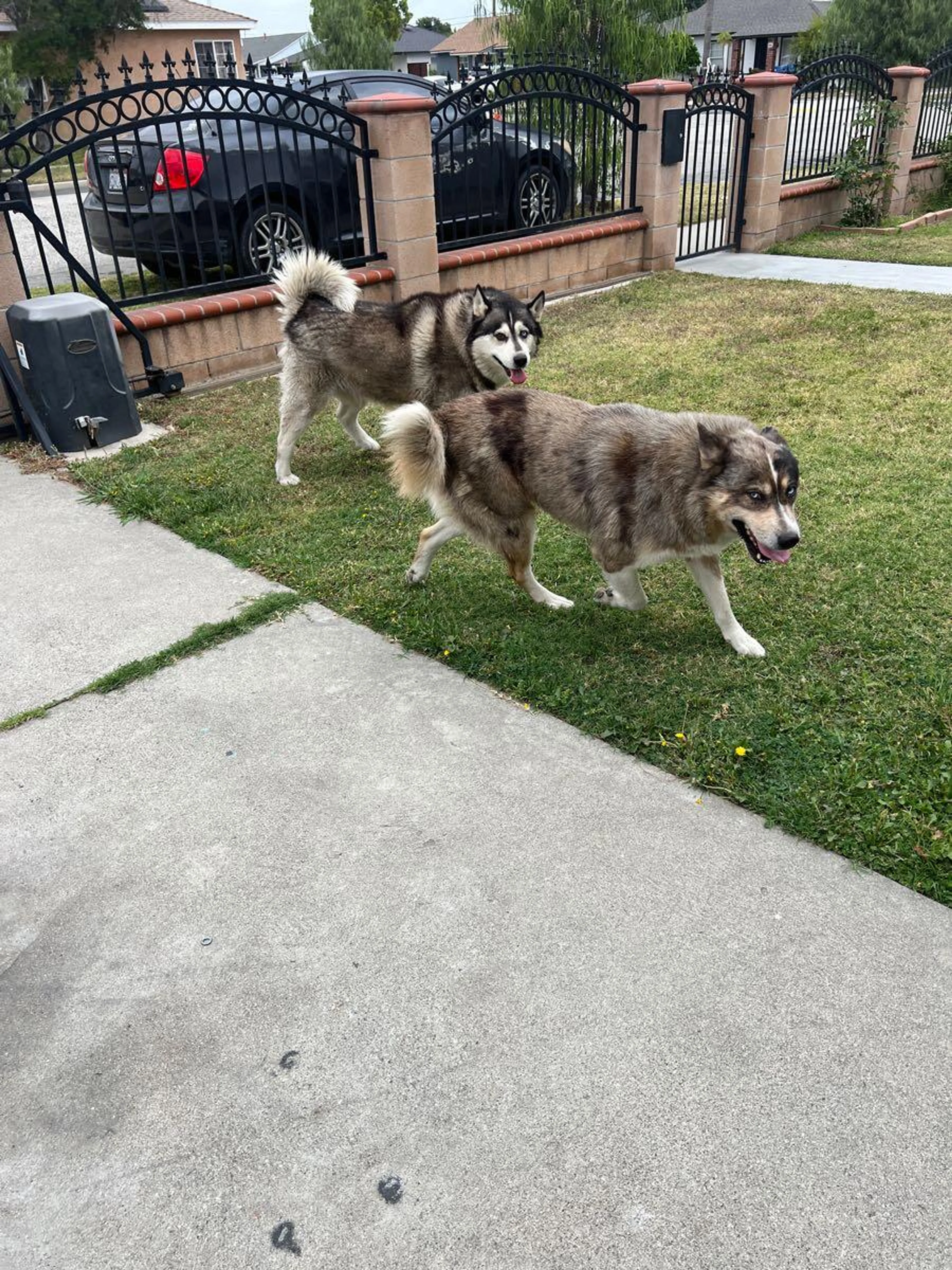 Found pet