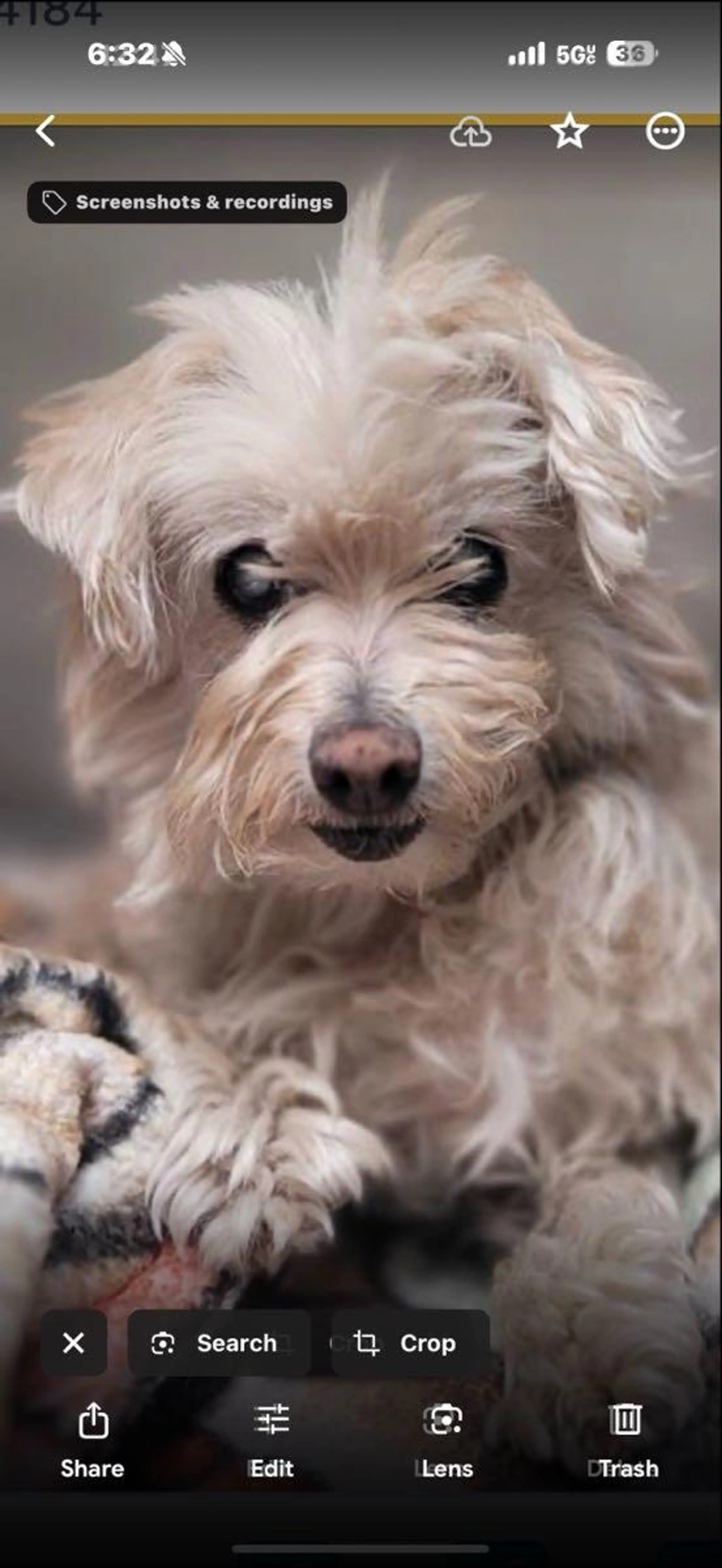 Lost pet