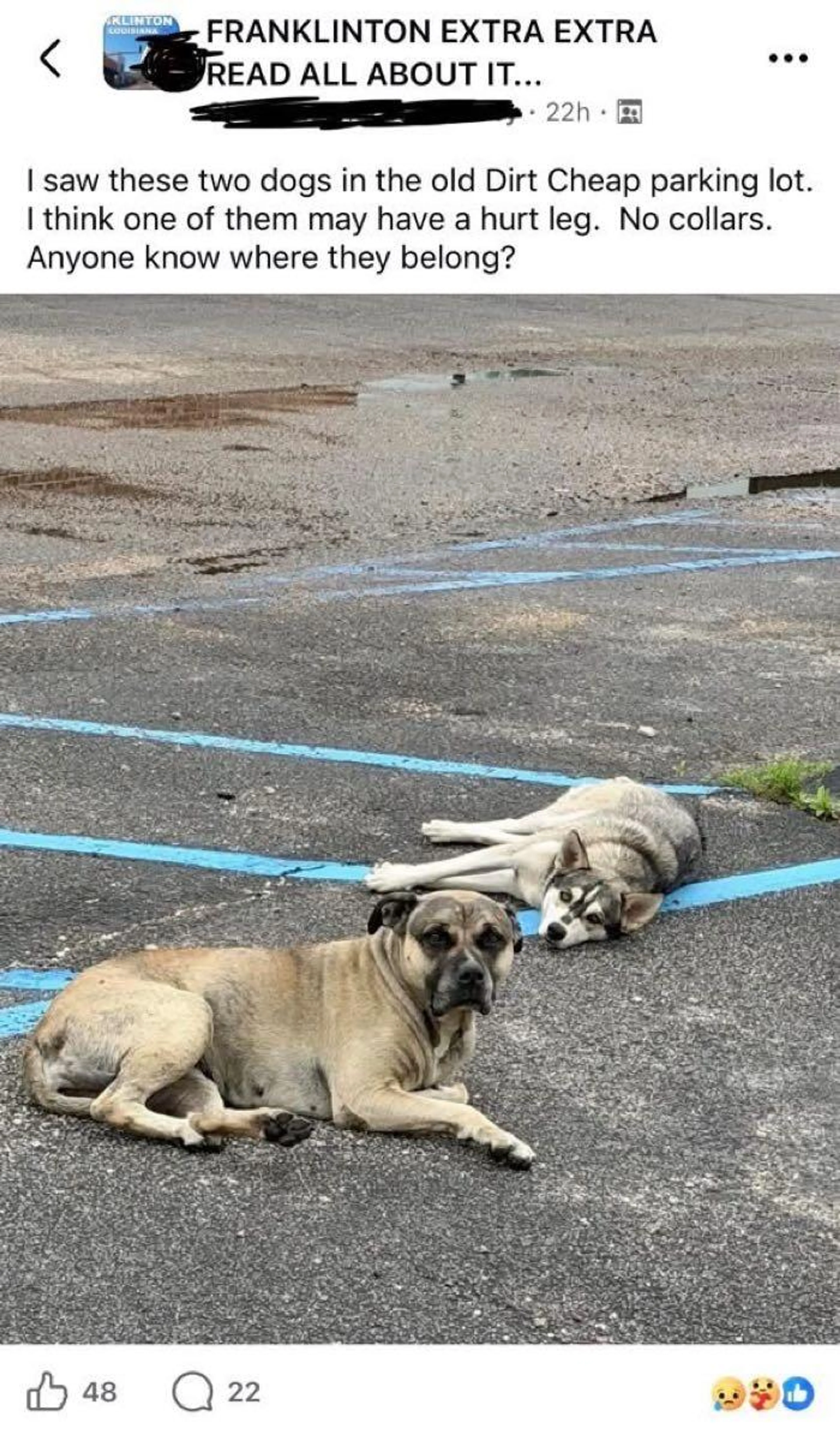Found pet