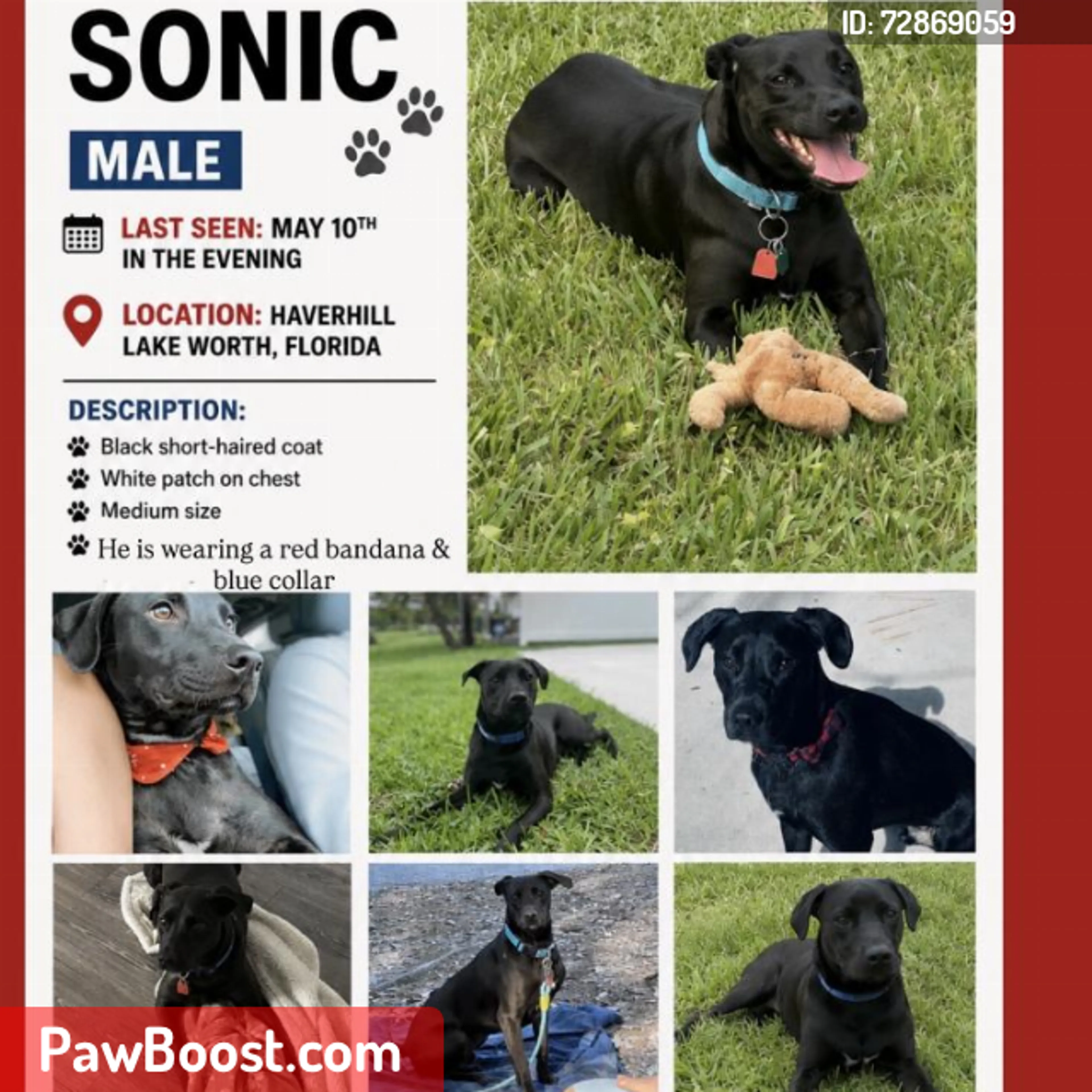 Lost pet