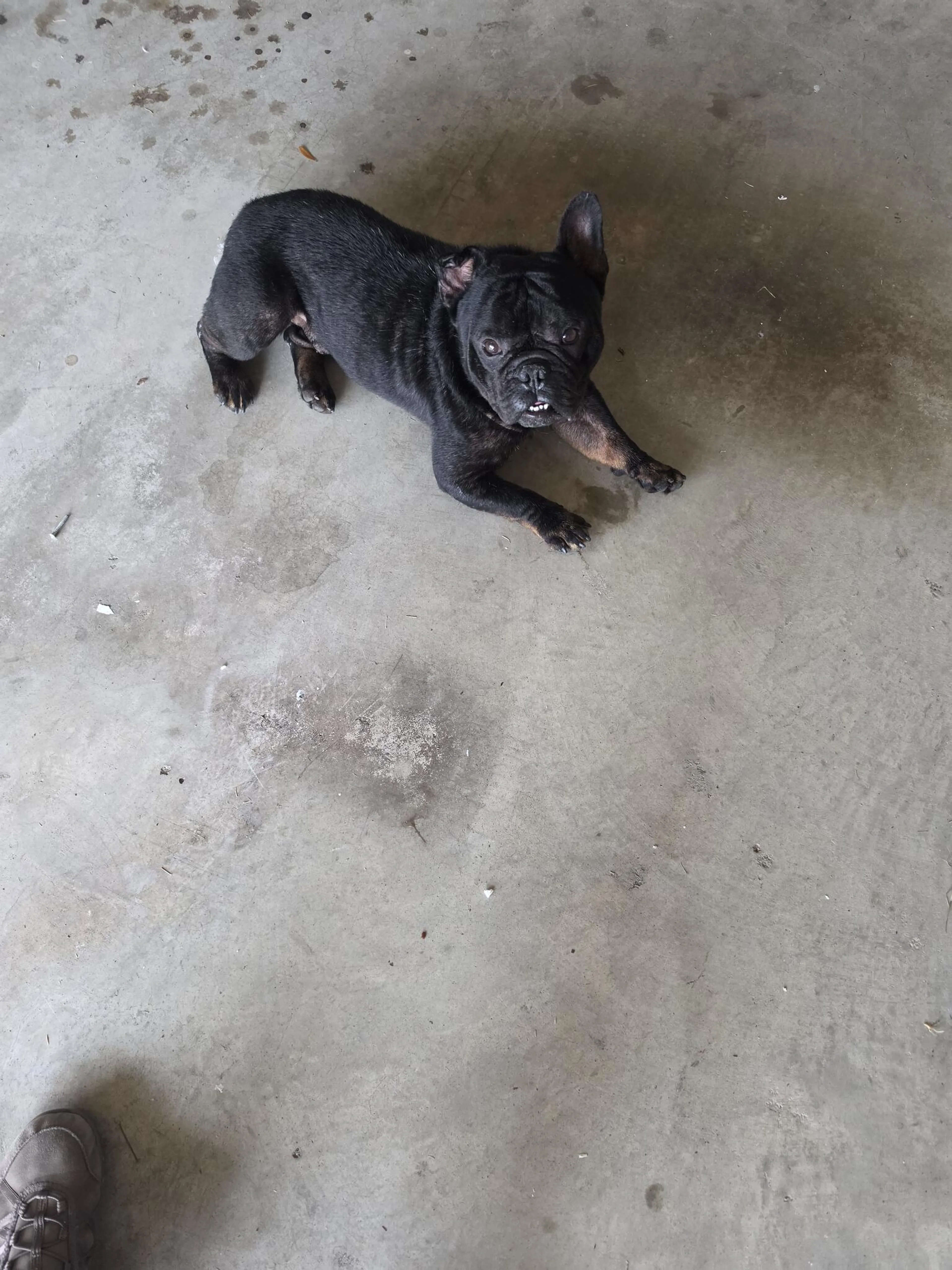 Lost pet