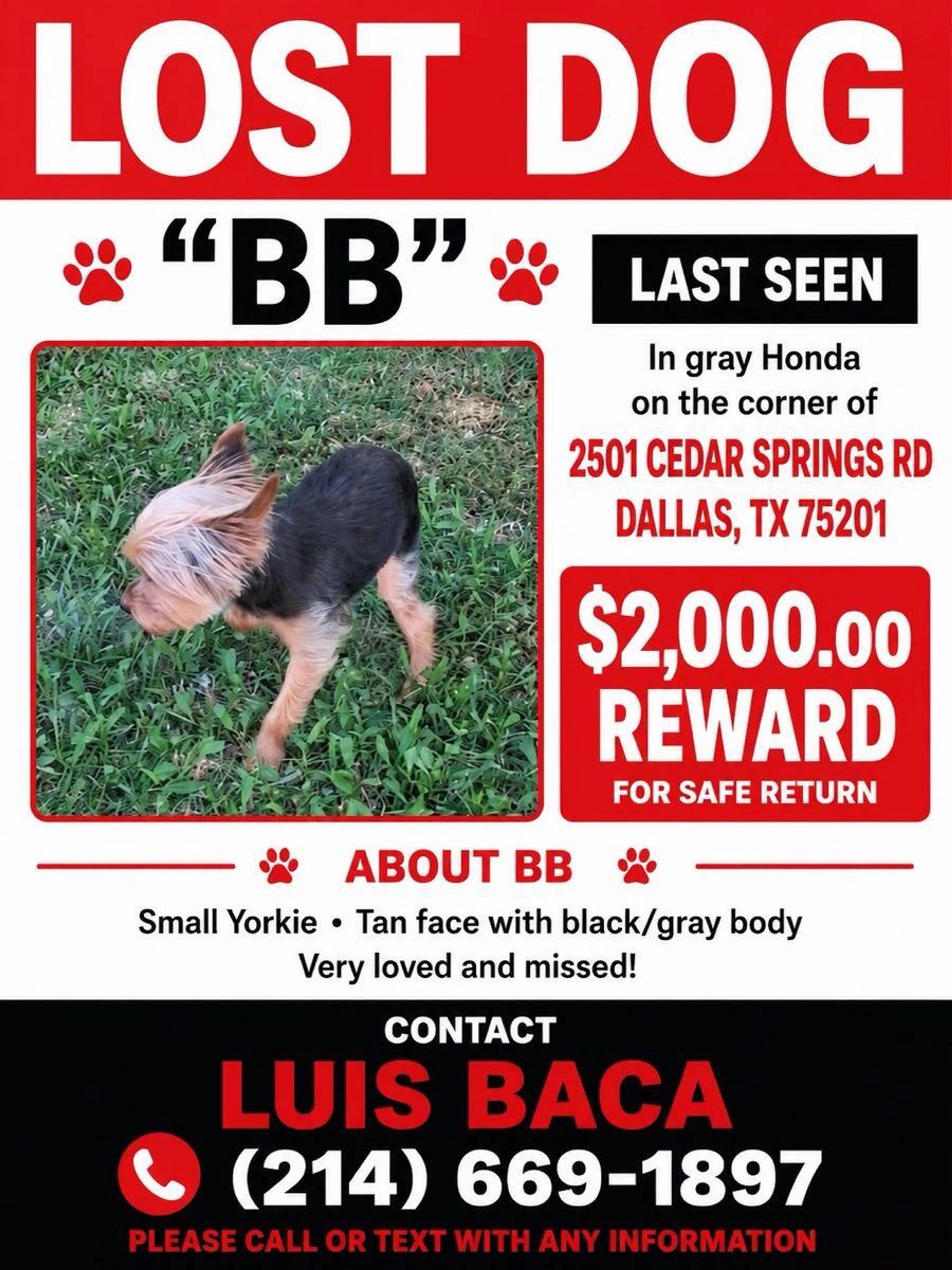 Lost pet