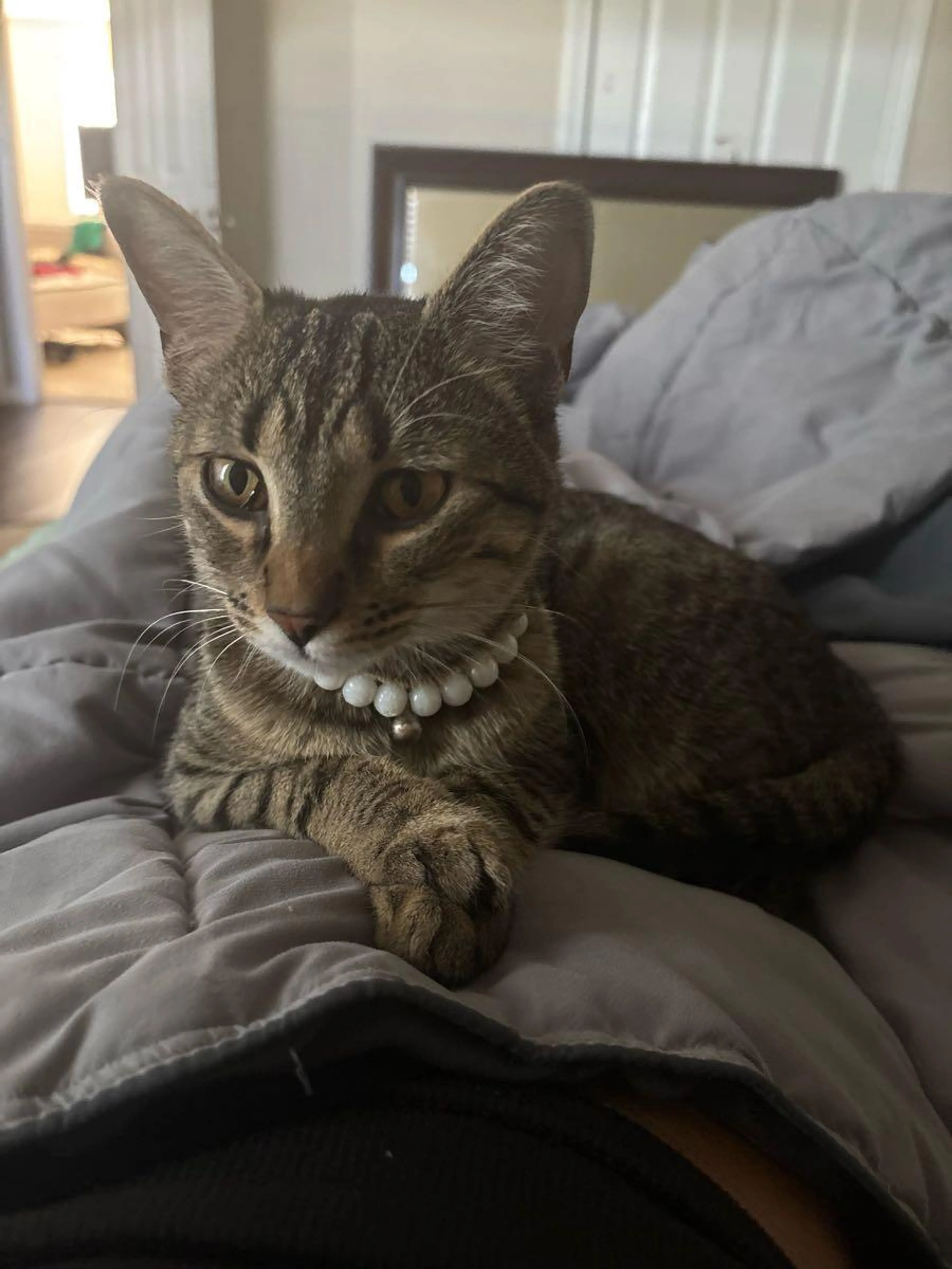 Lost pet
