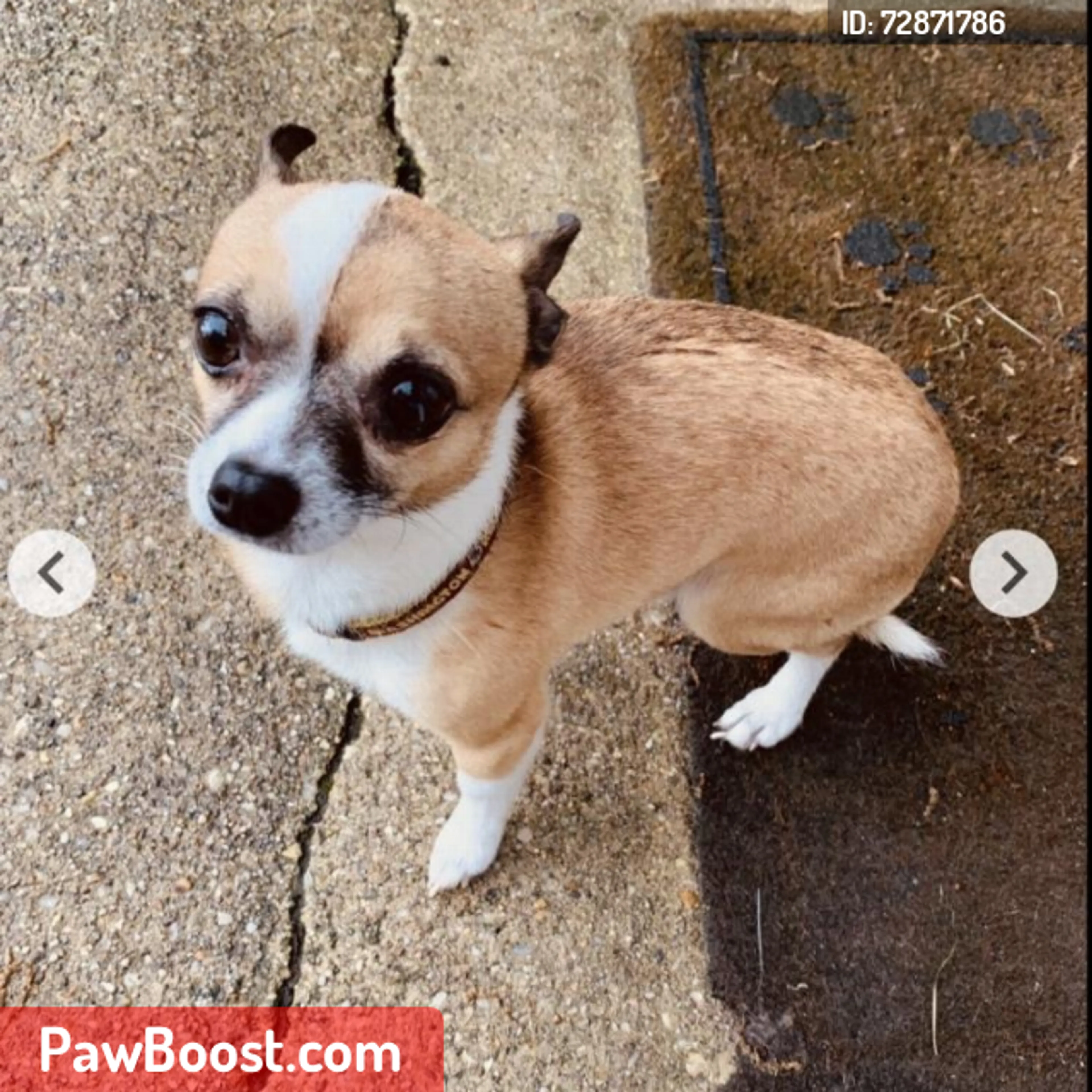 Lost pet