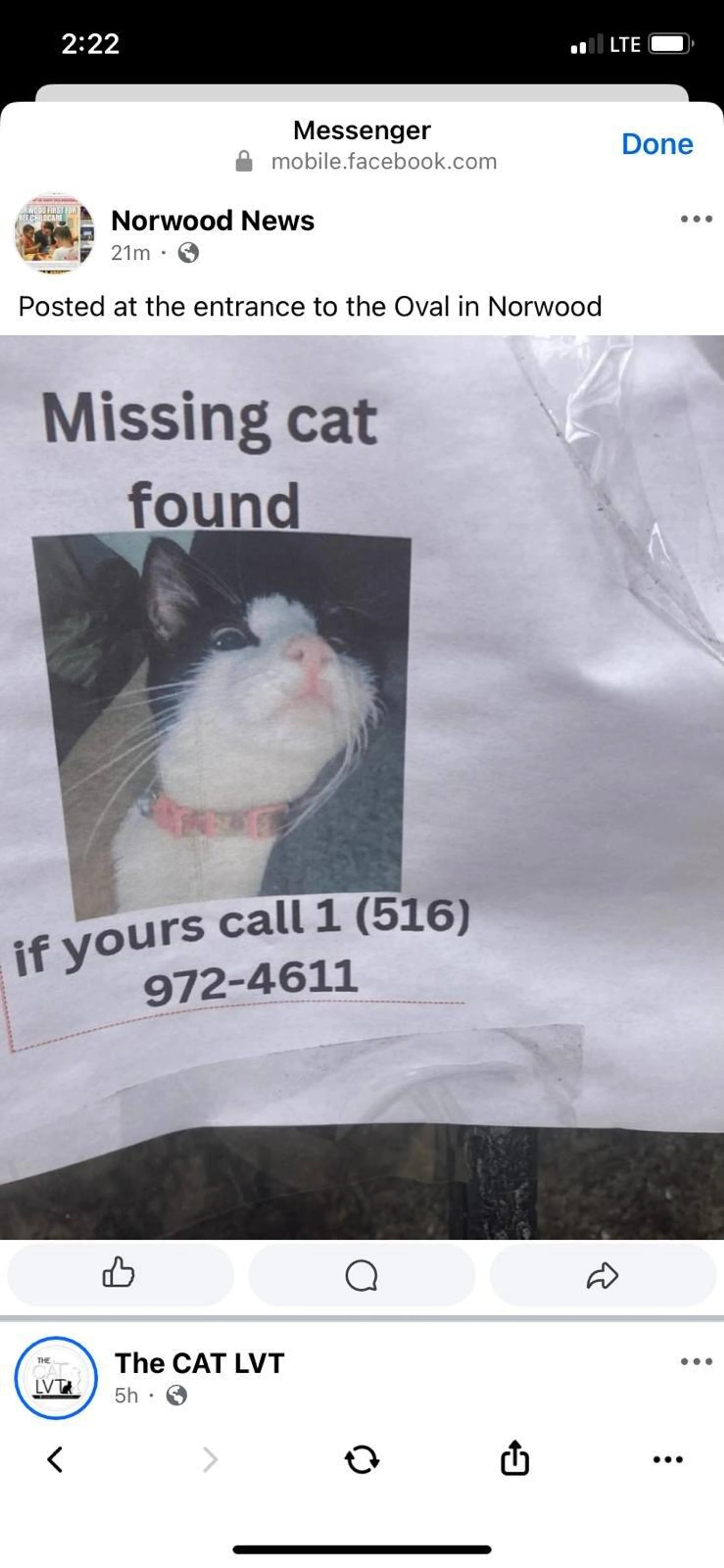 Found pet