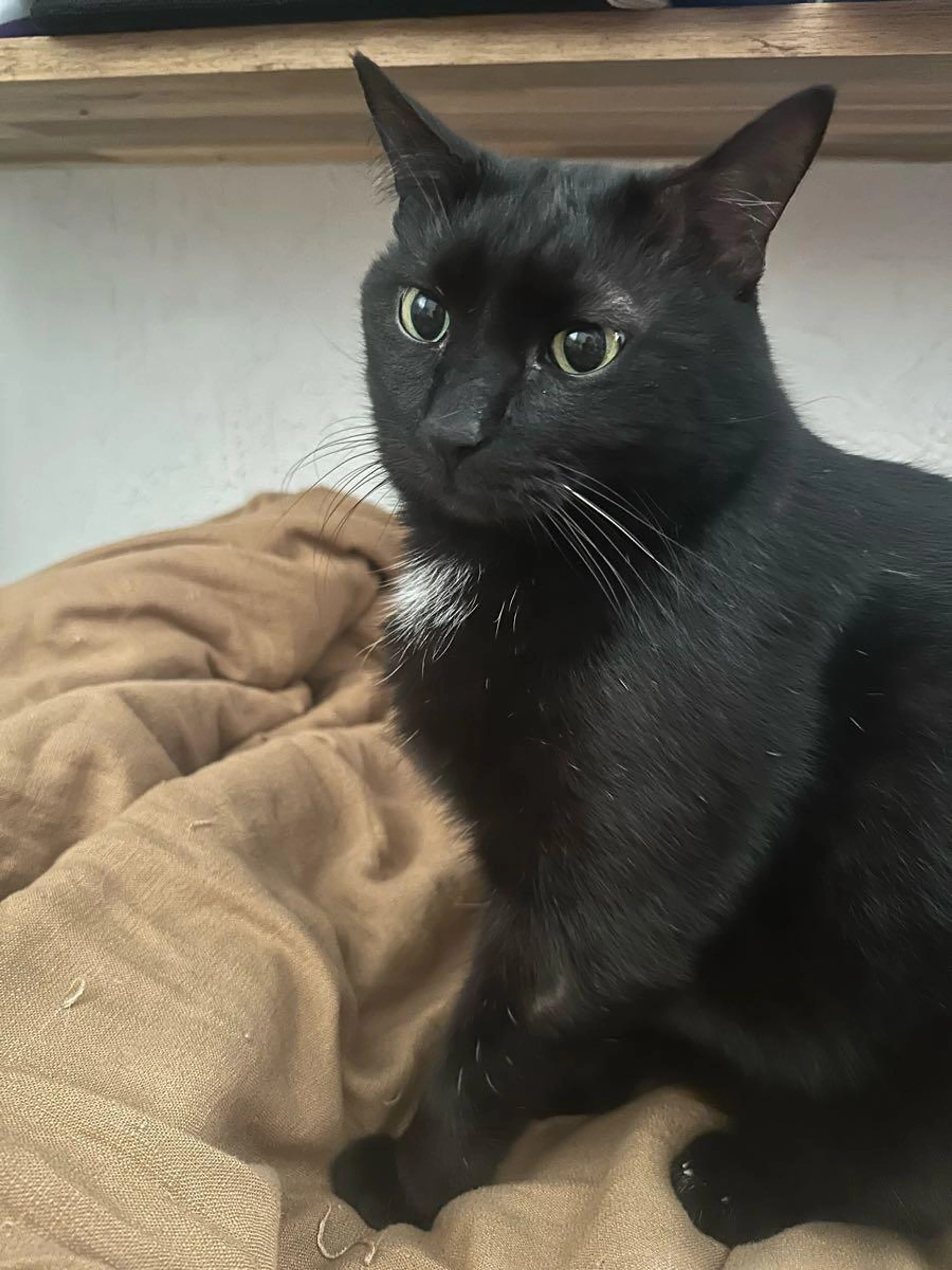 Lost pet