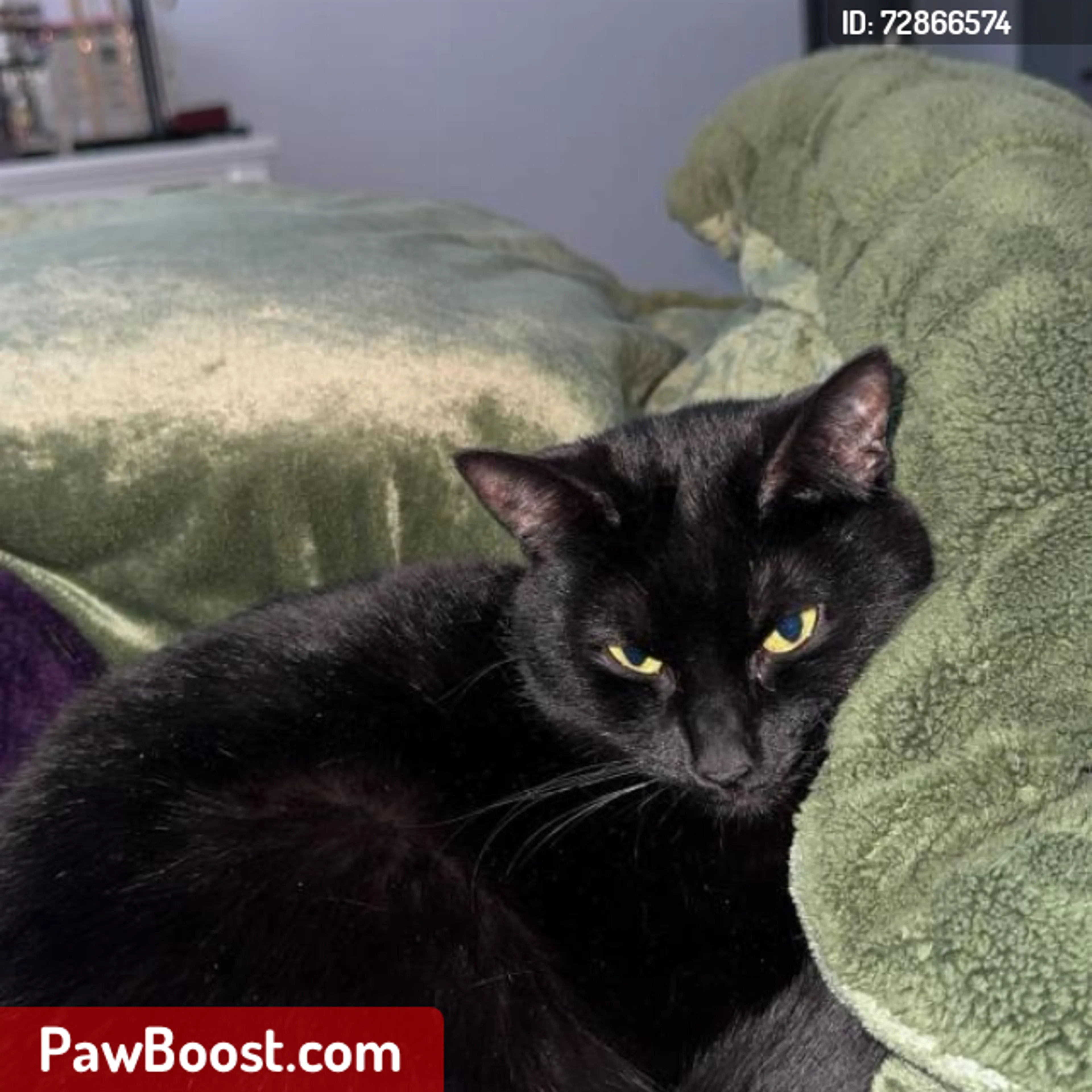 Lost pet
