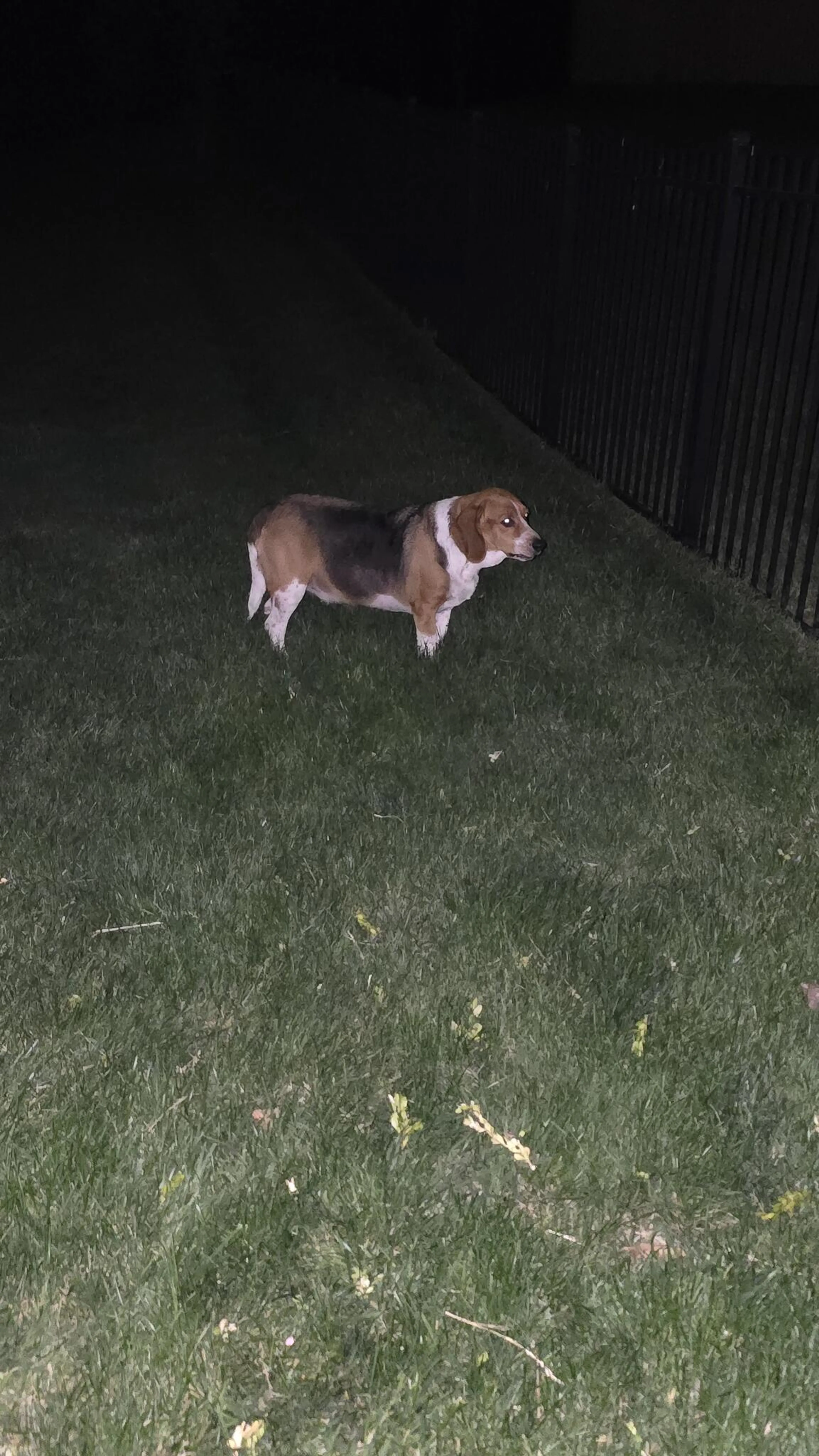 Found pet
