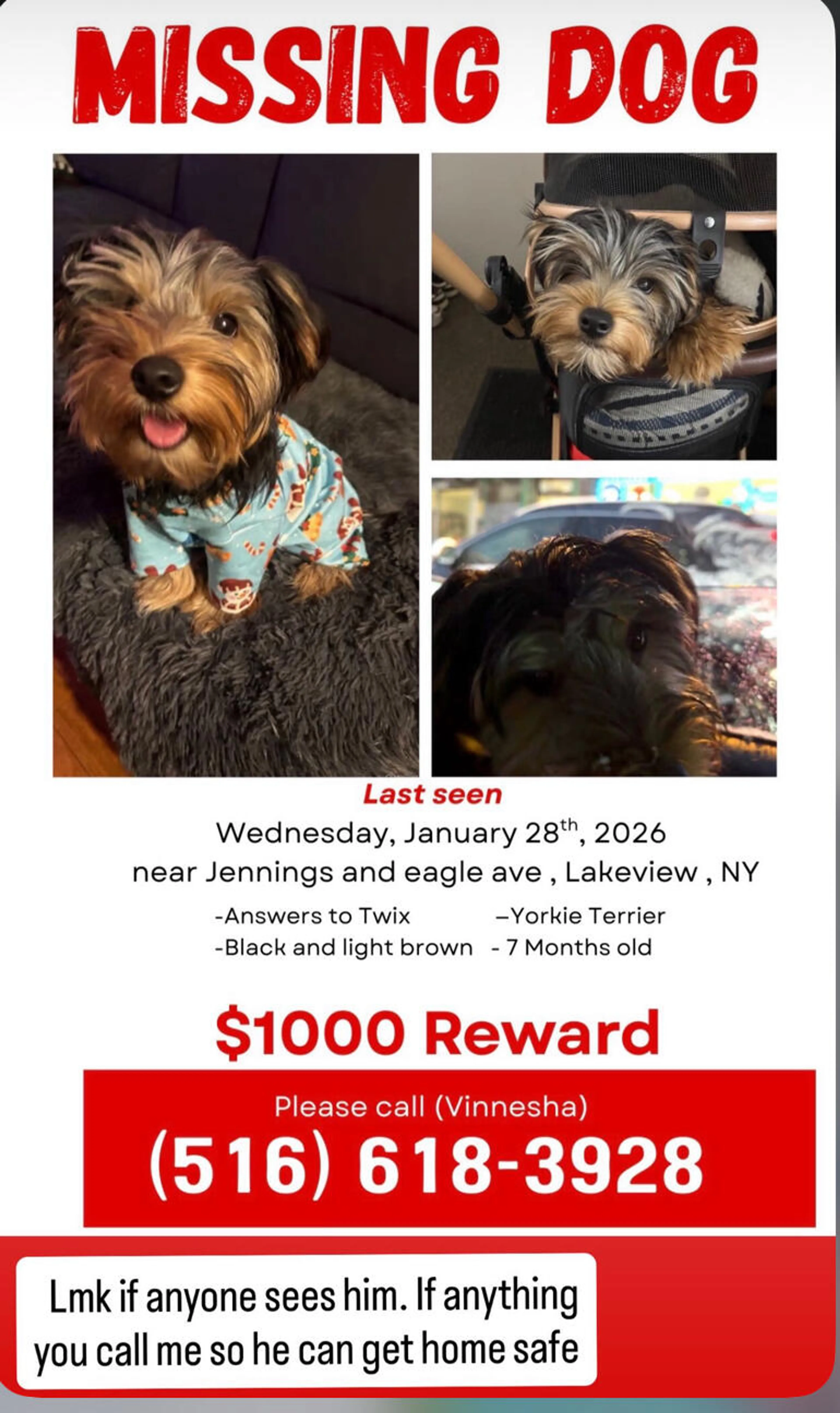 Lost pet