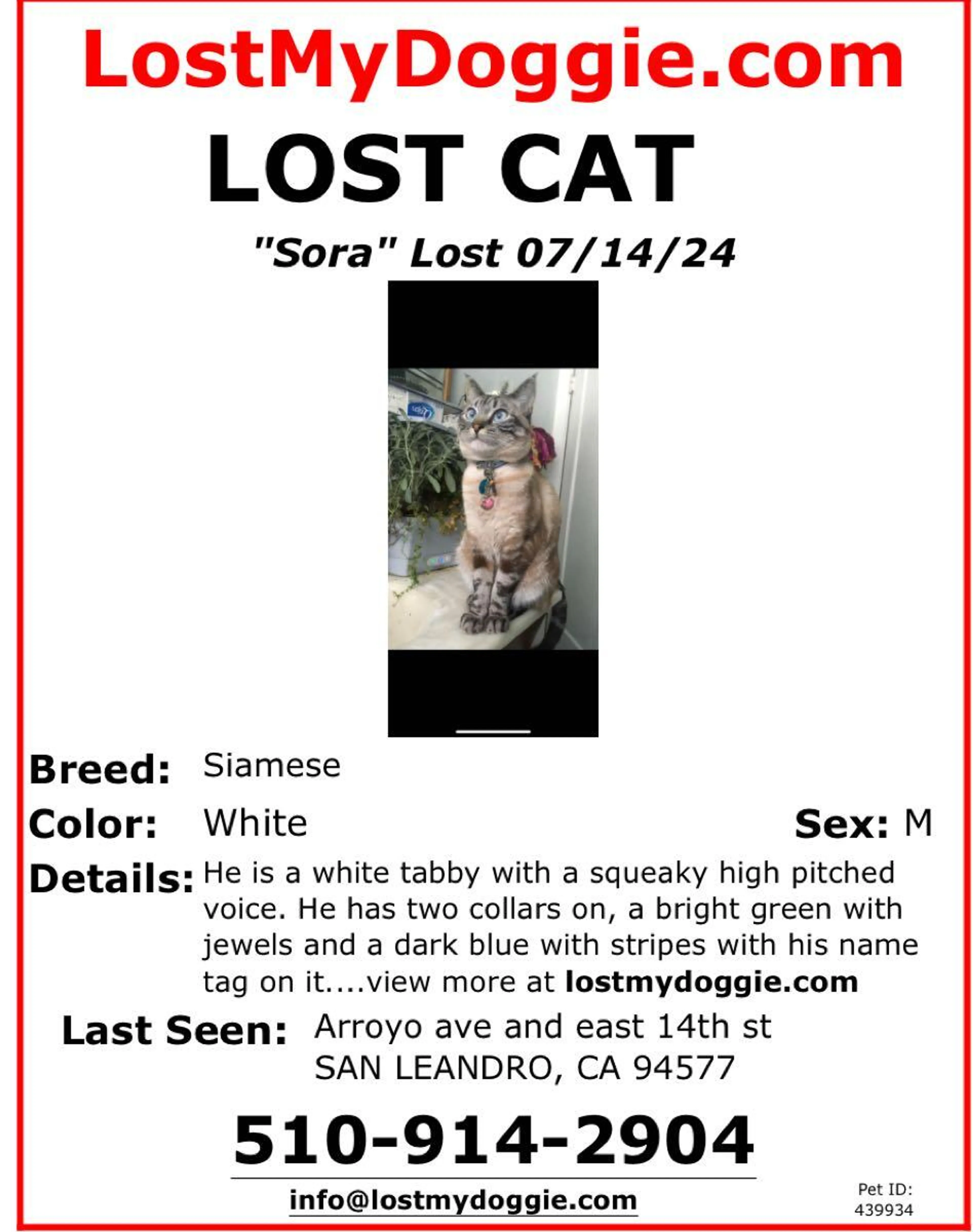 Lost pet