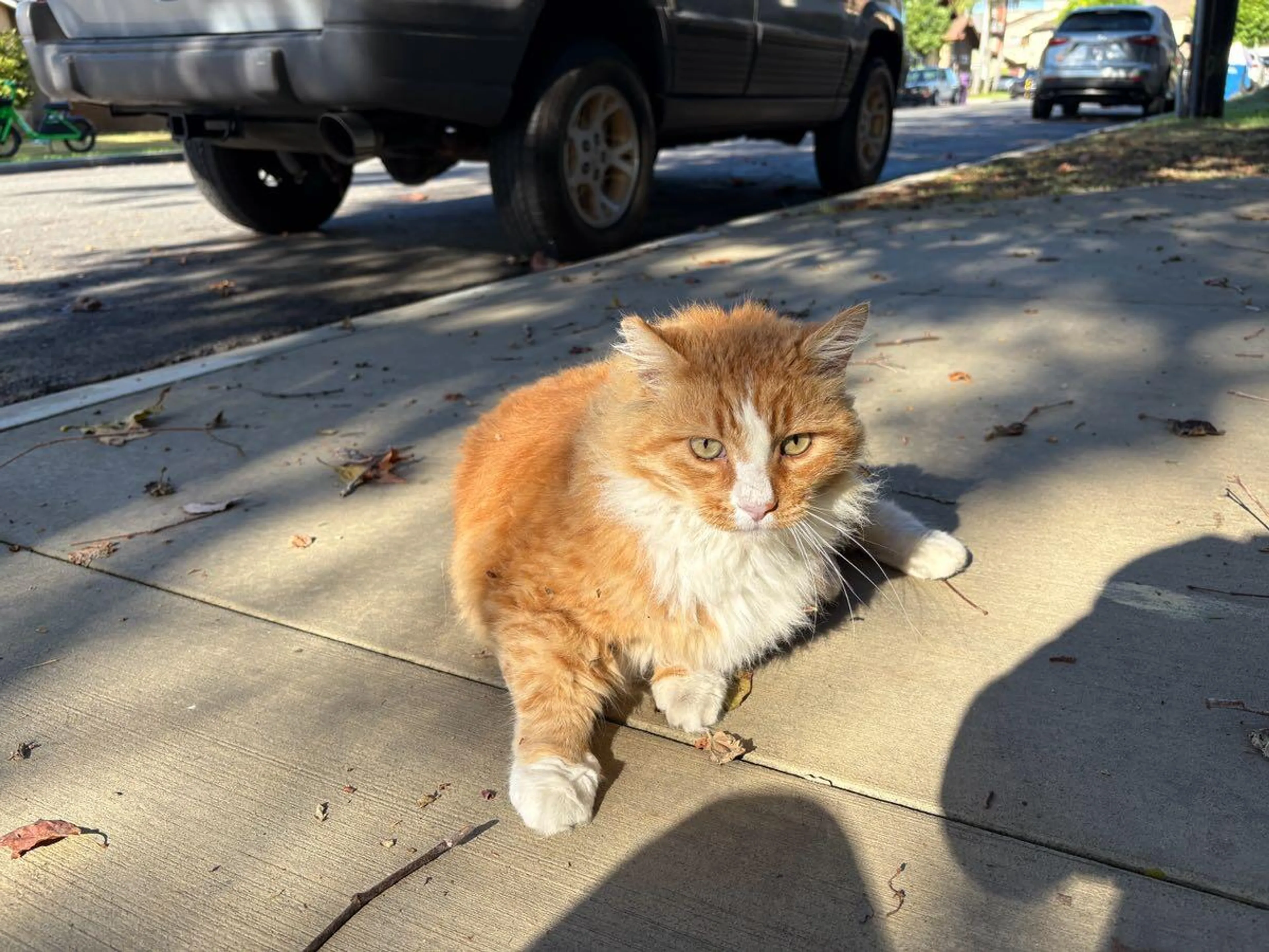 cdn image