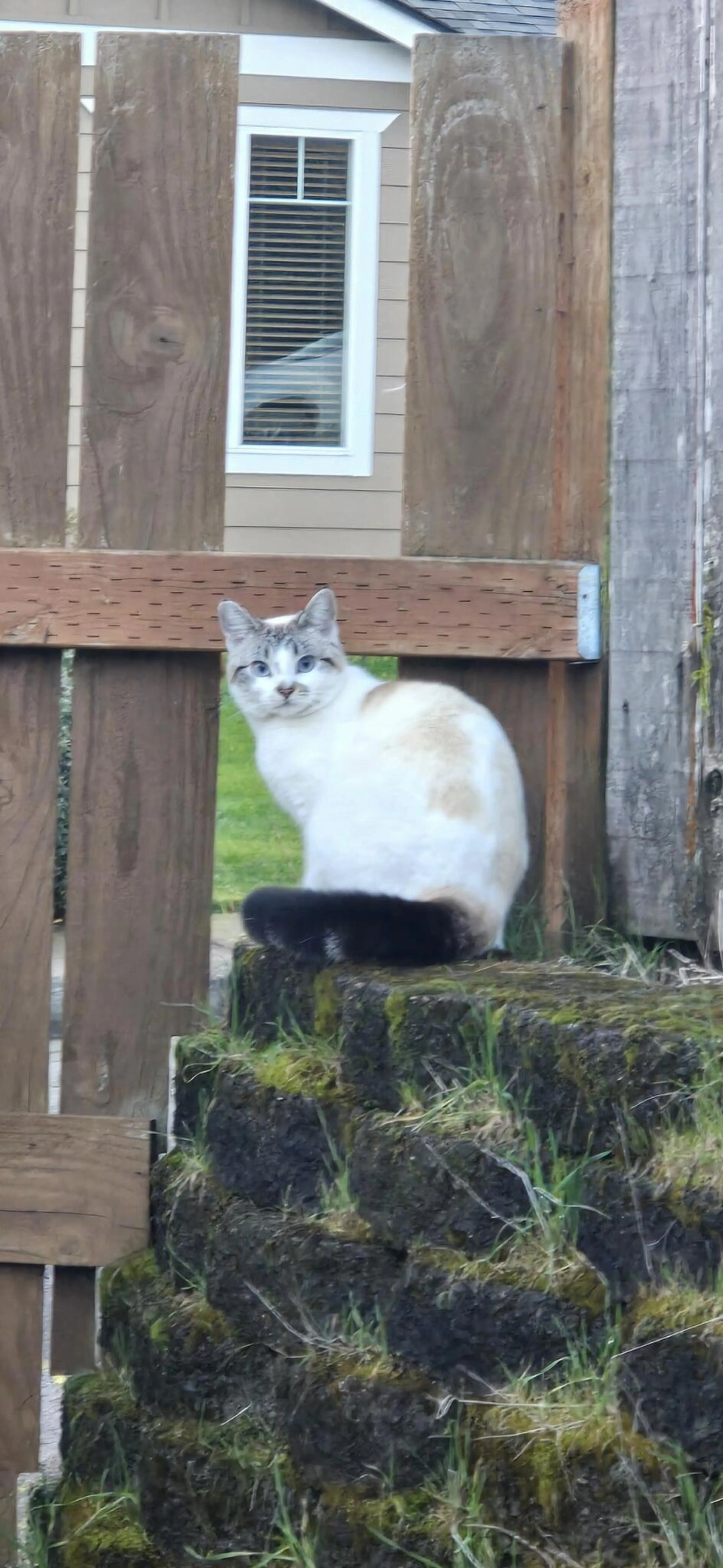Lost pet