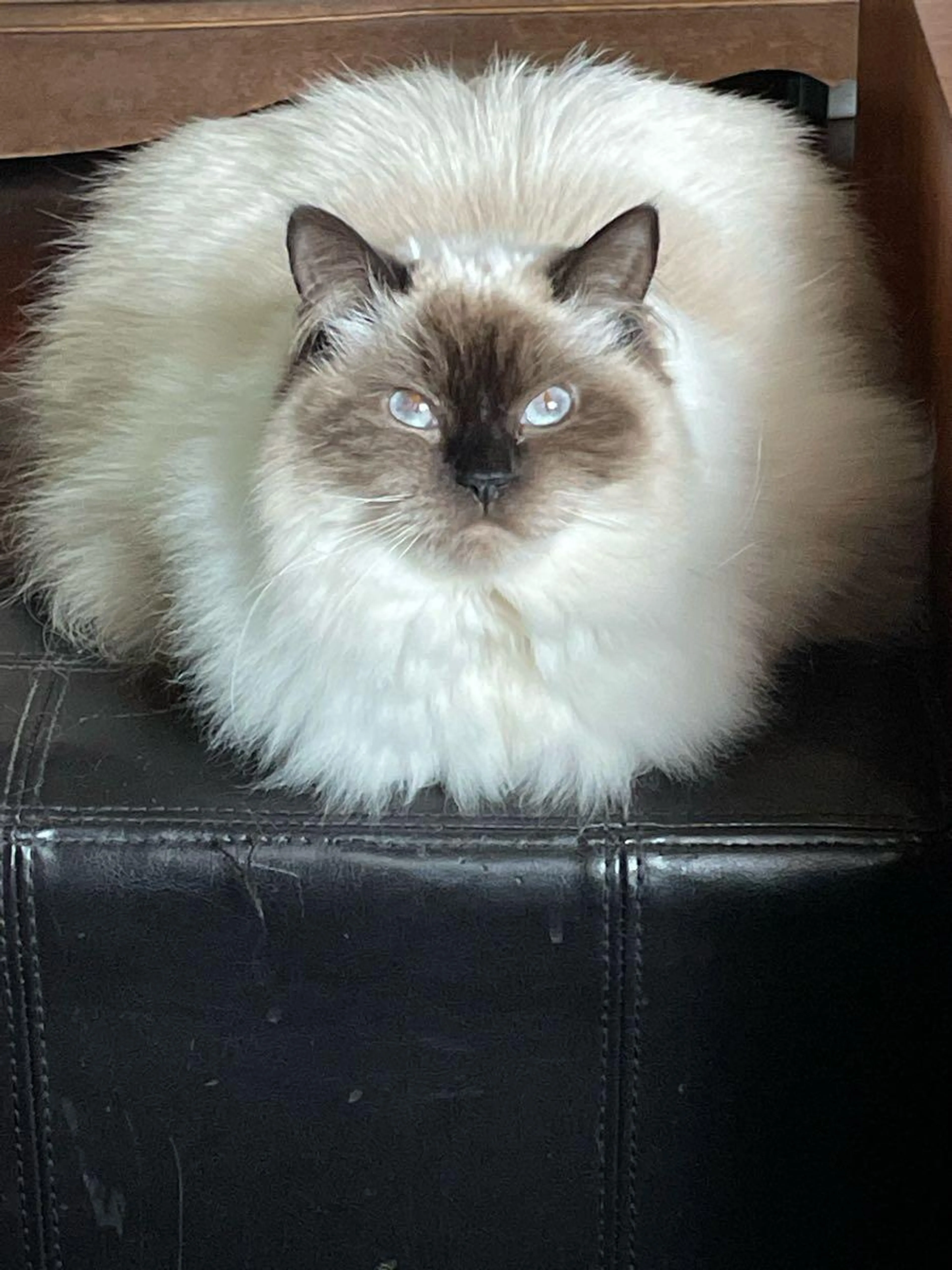 Lost pet