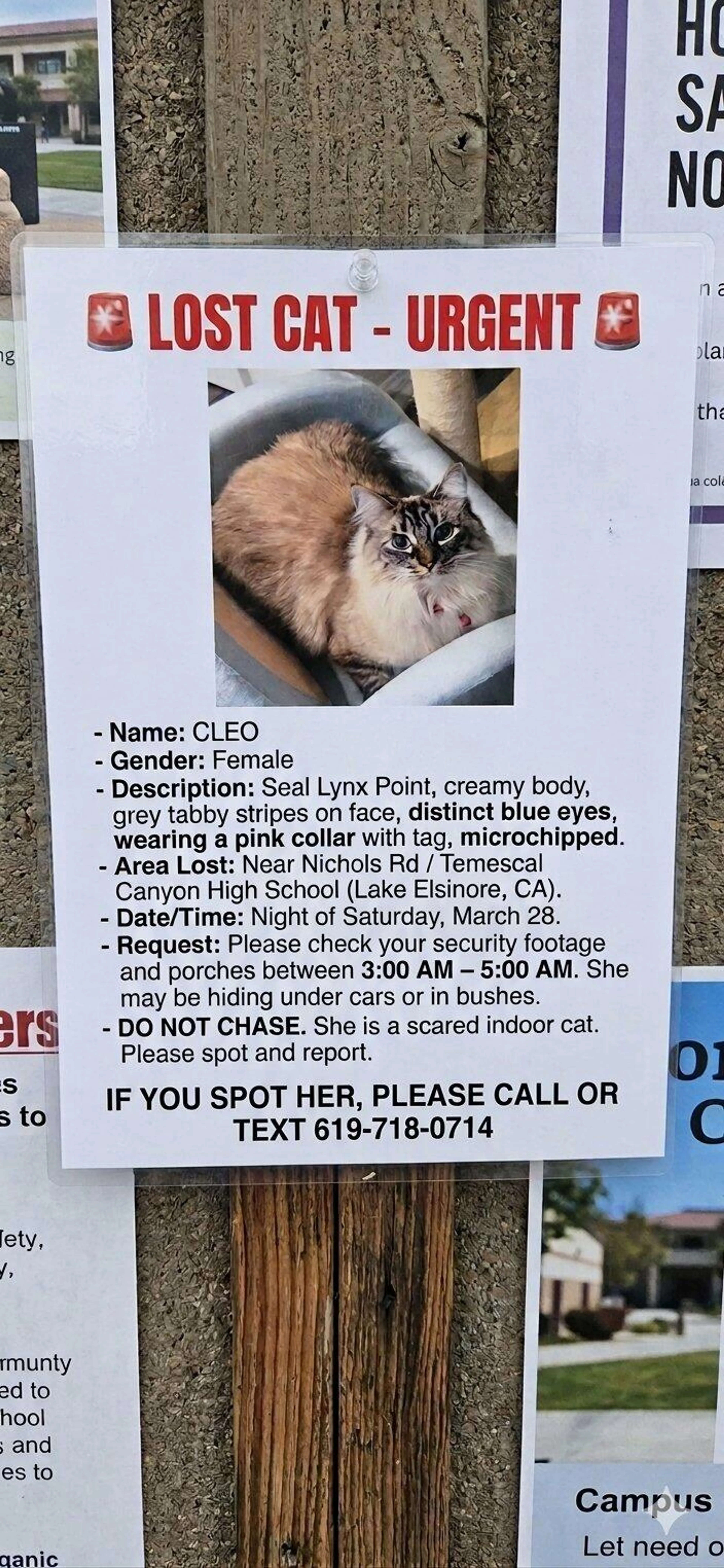 Lost pet
