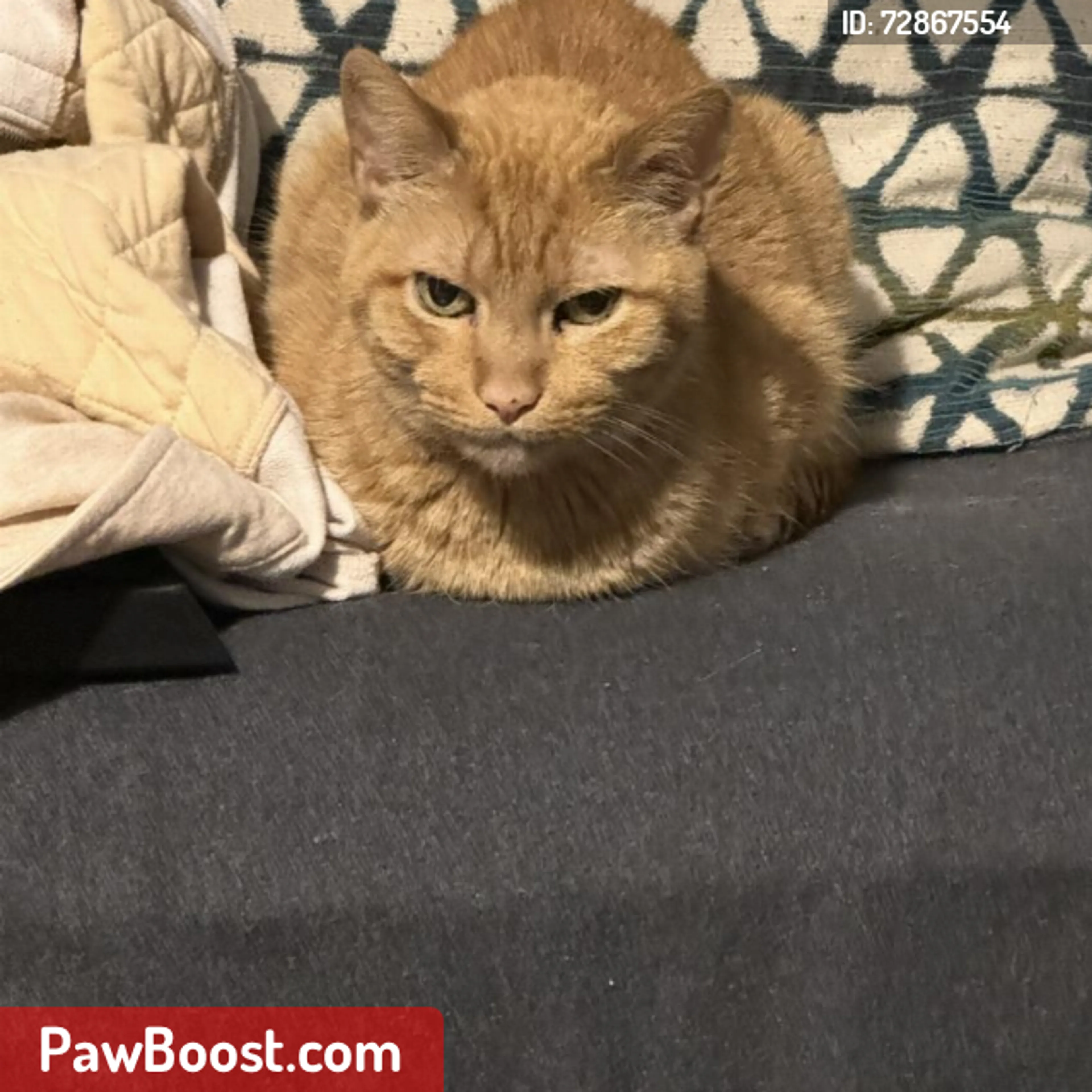 Lost pet