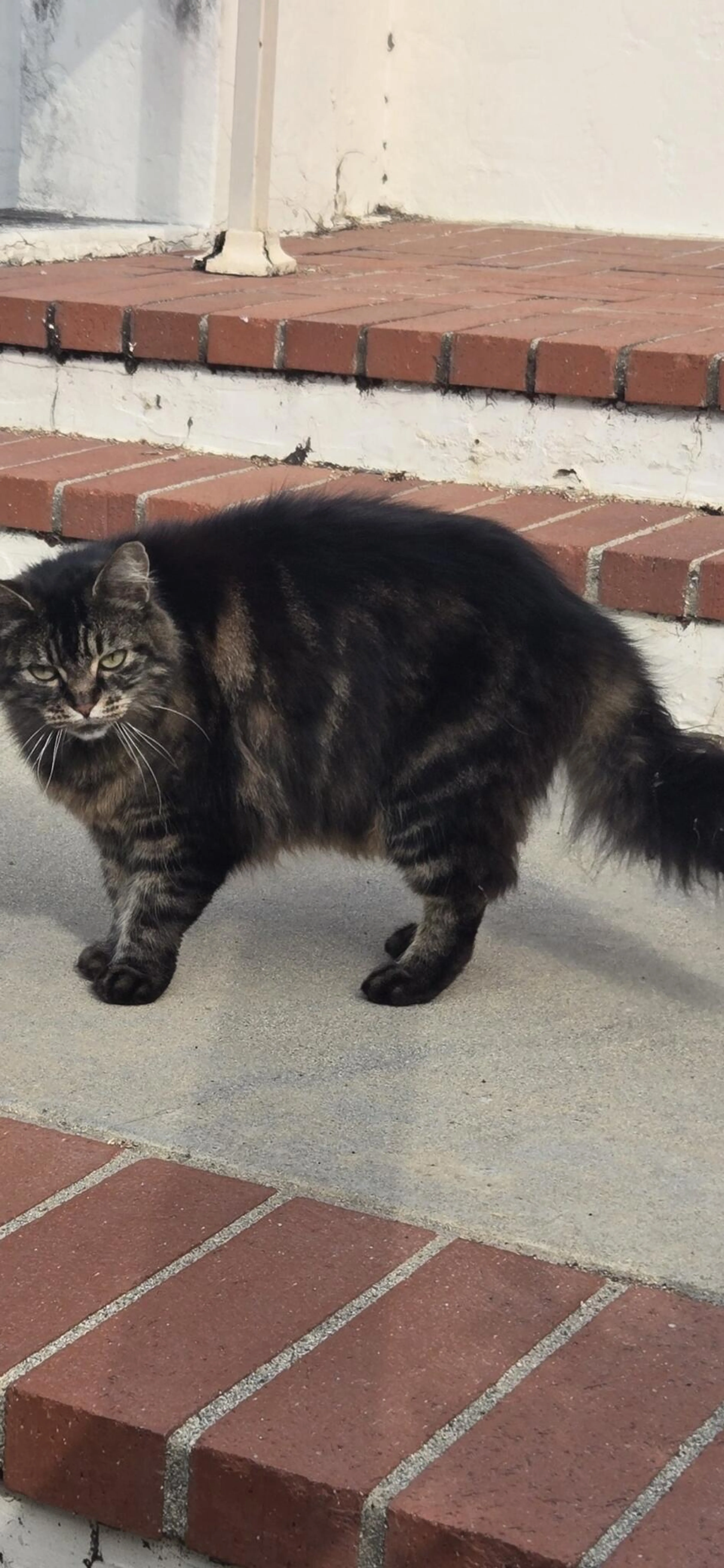 Found pet