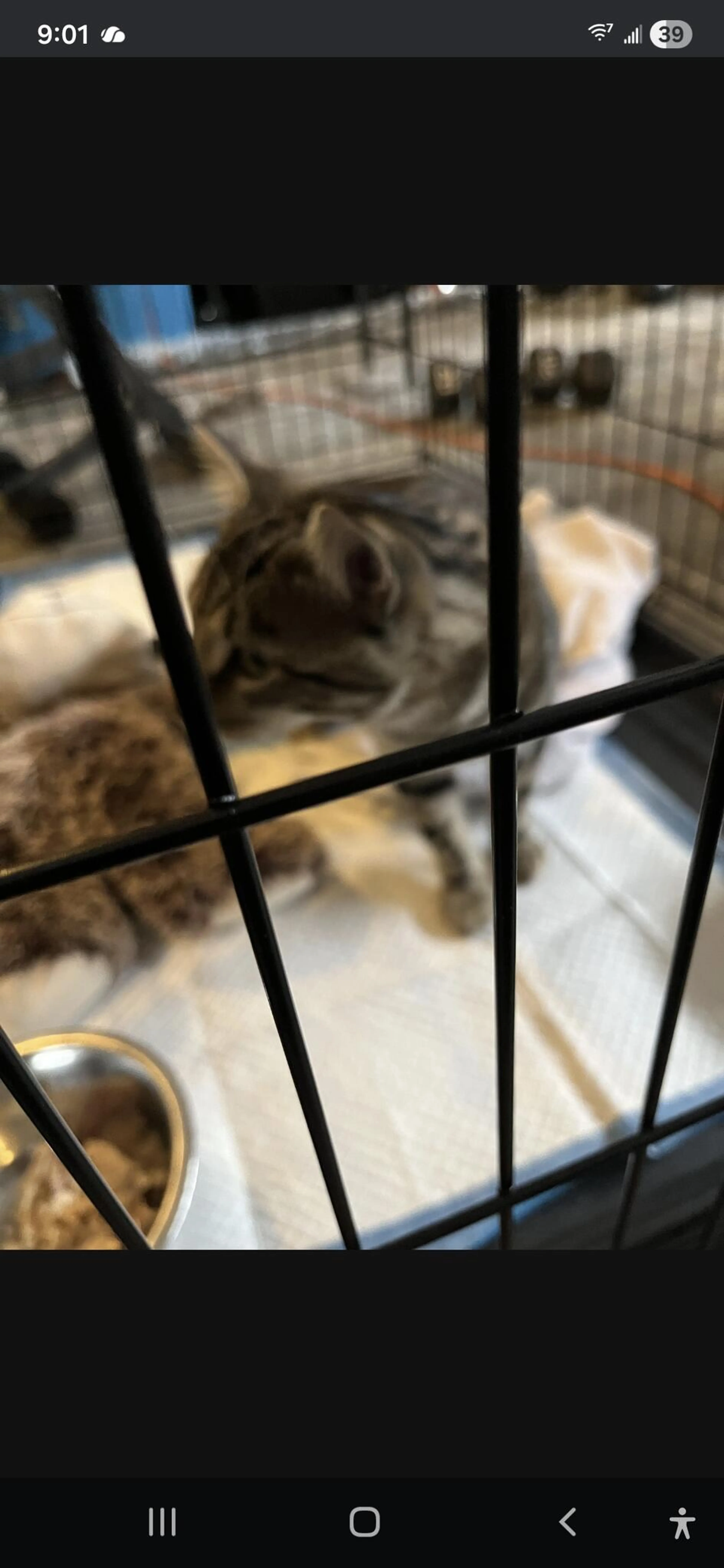 Found pet