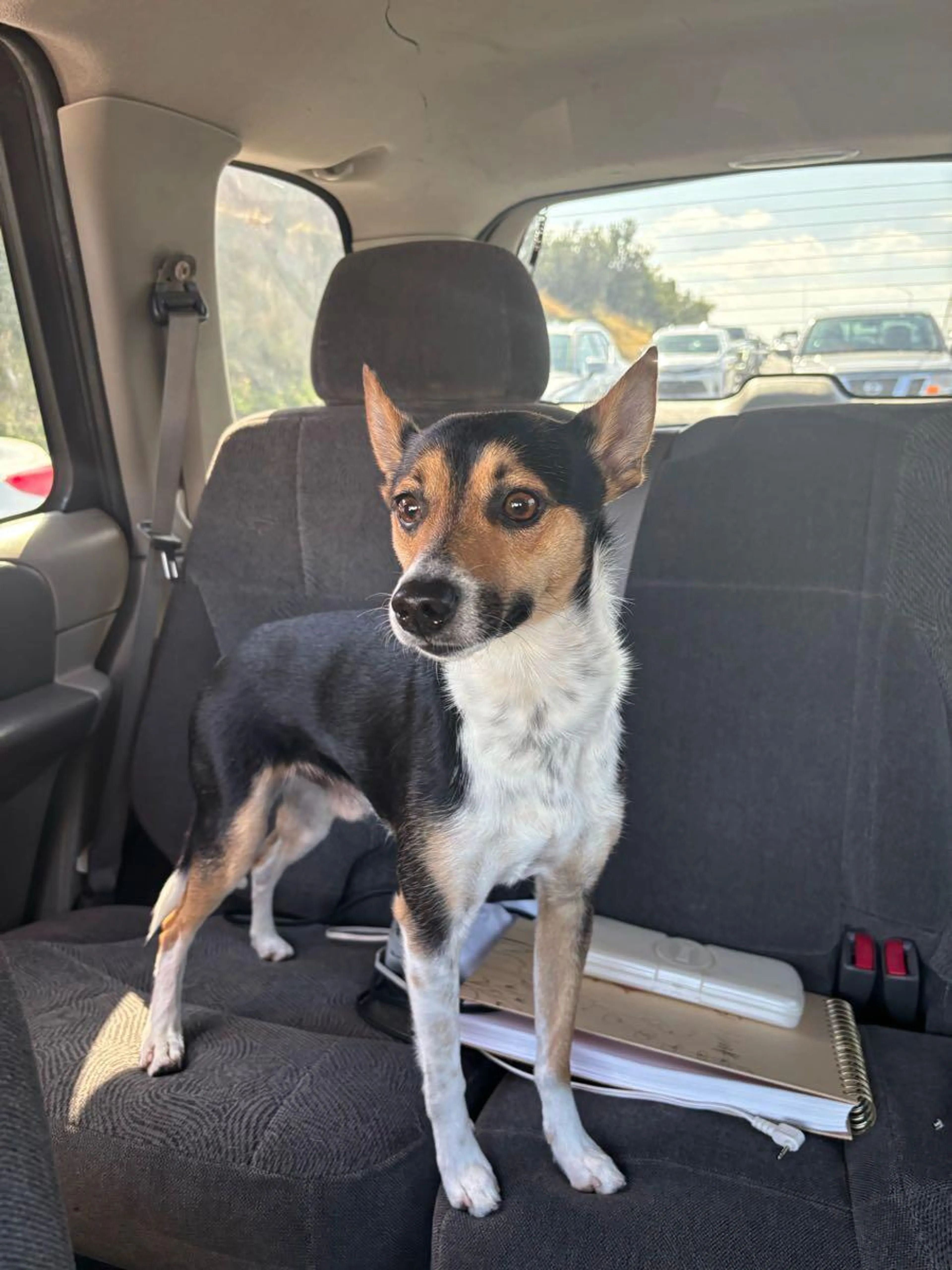 Found pet