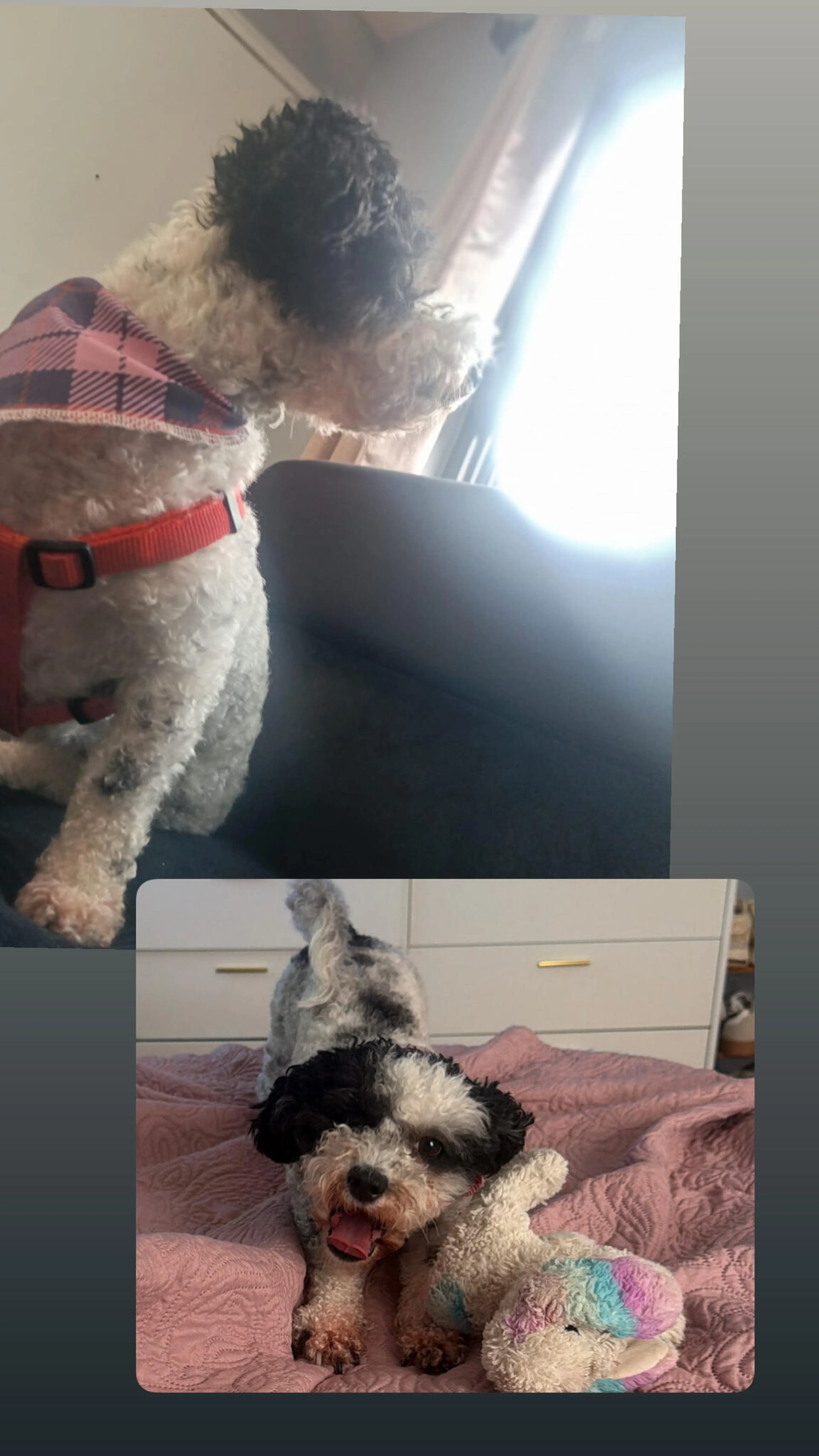 Lost pet