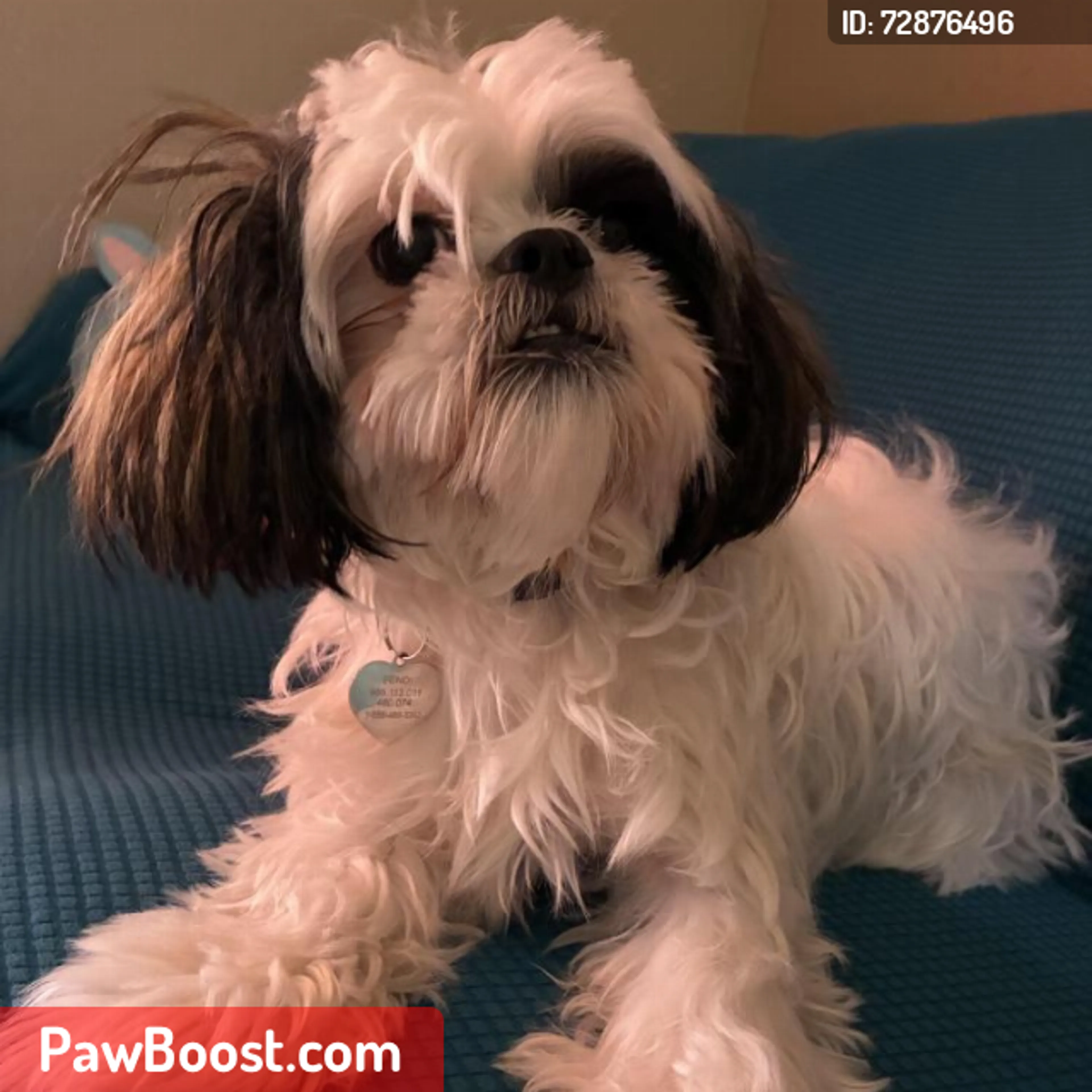 Lost pet