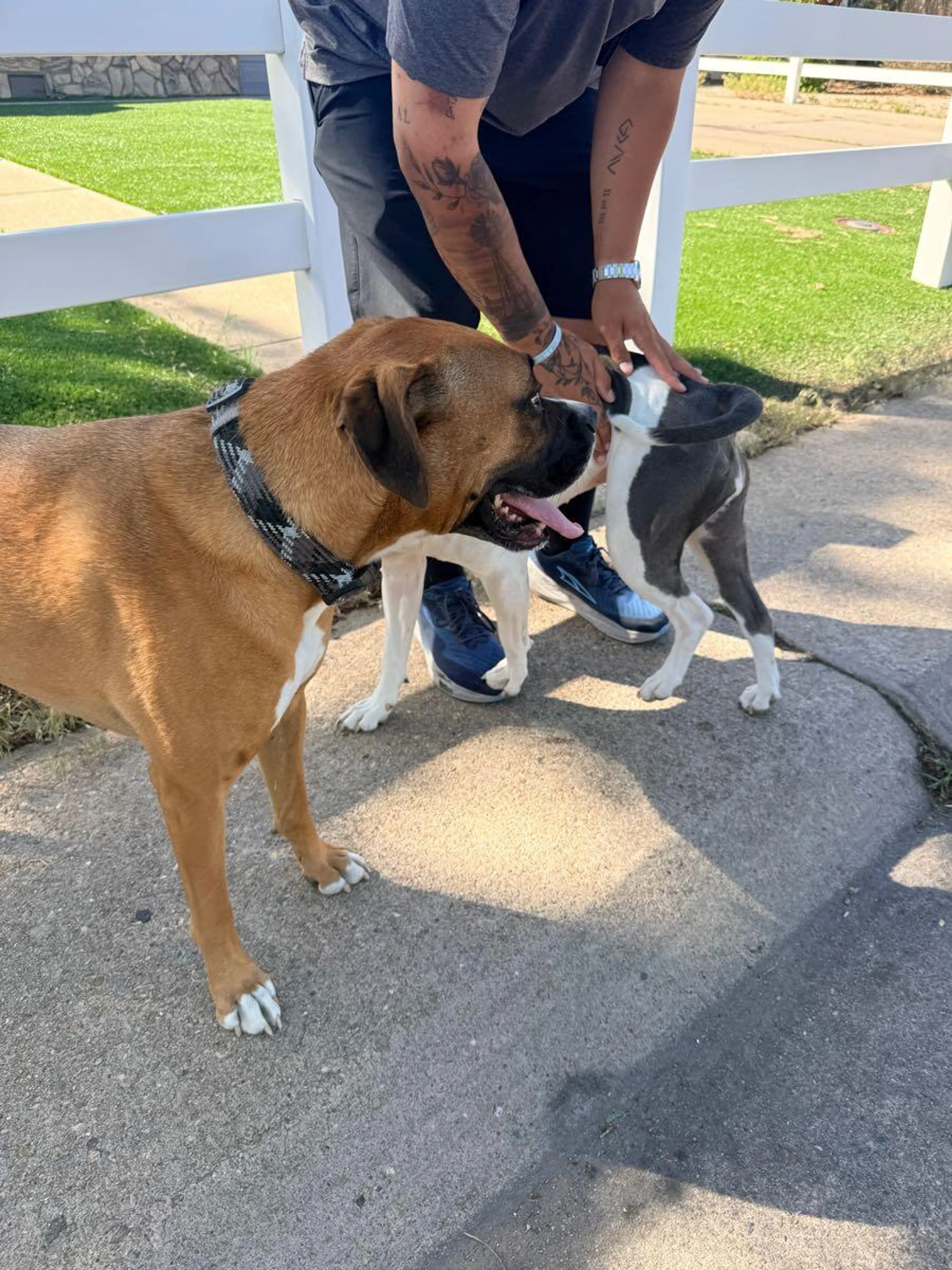Found pet