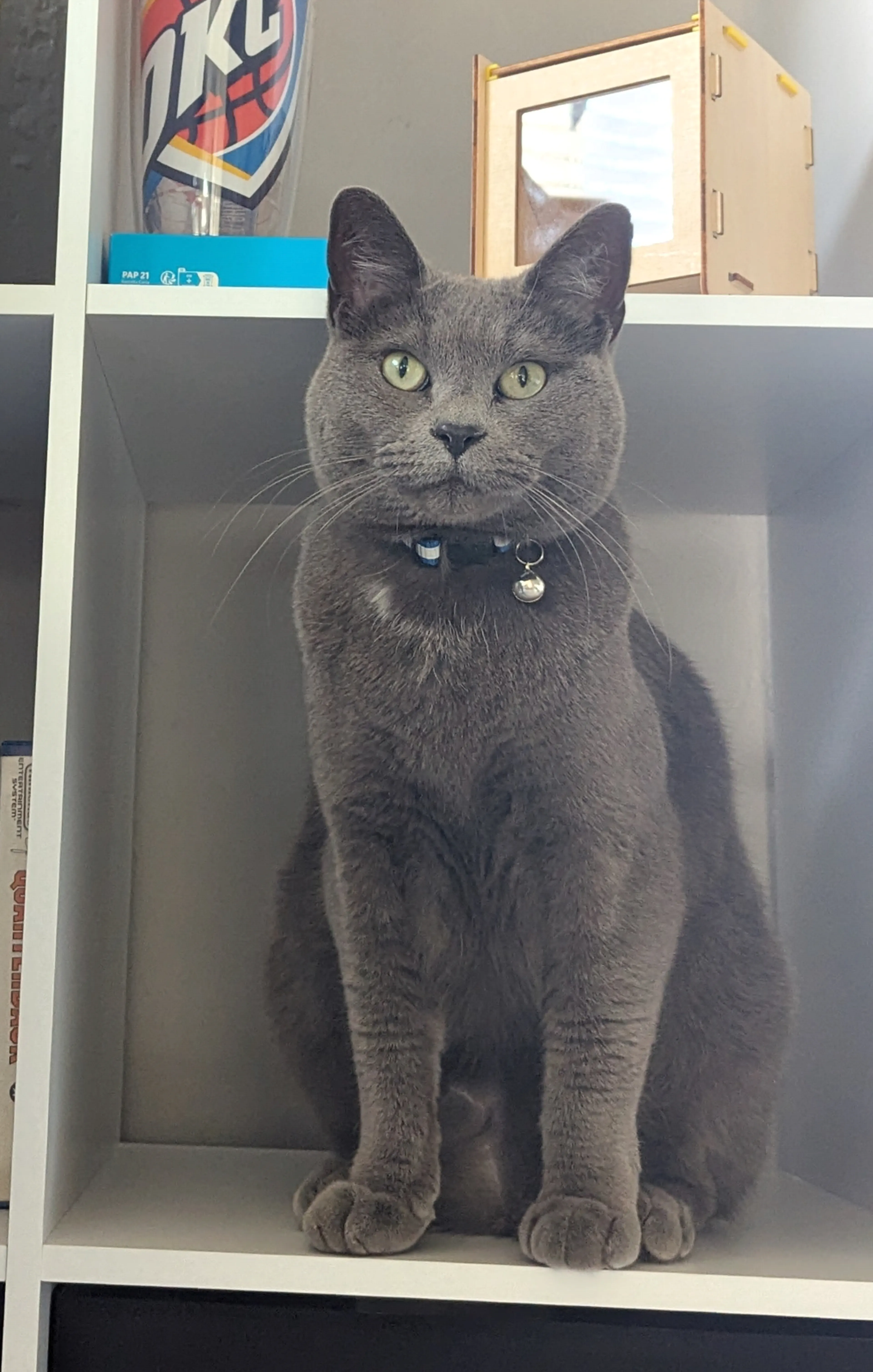 Lost pet