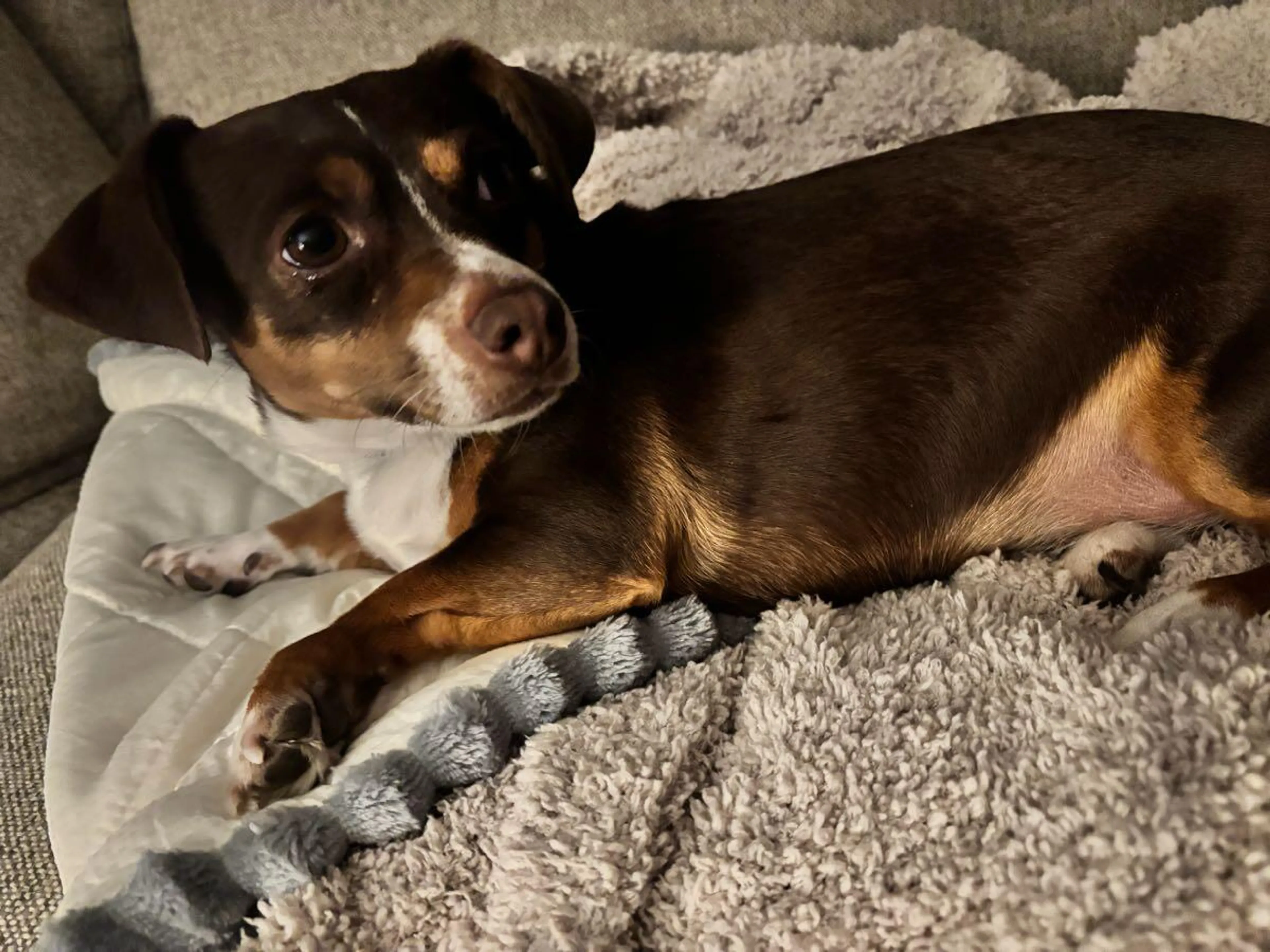 Lost pet