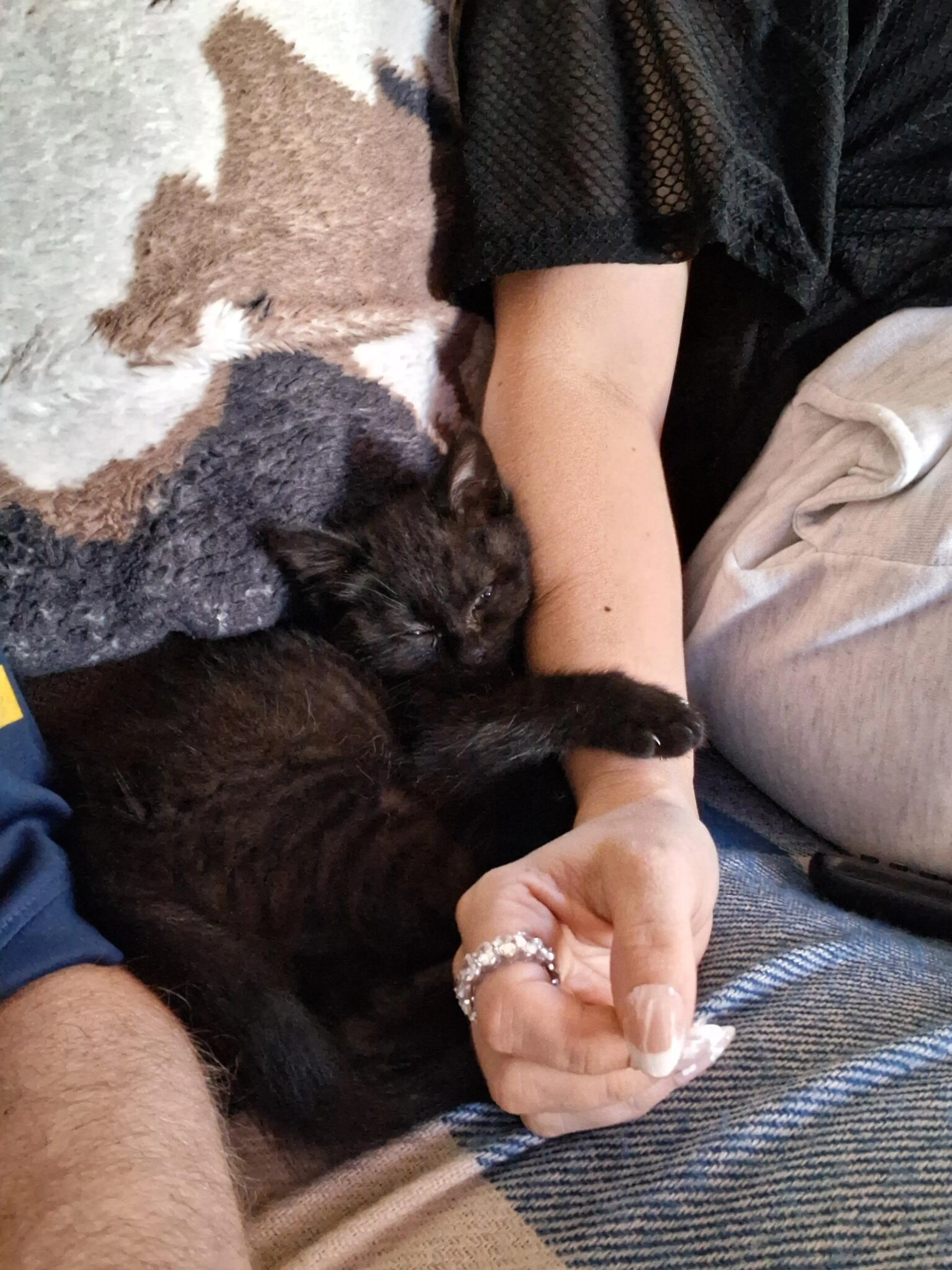 Lost pet