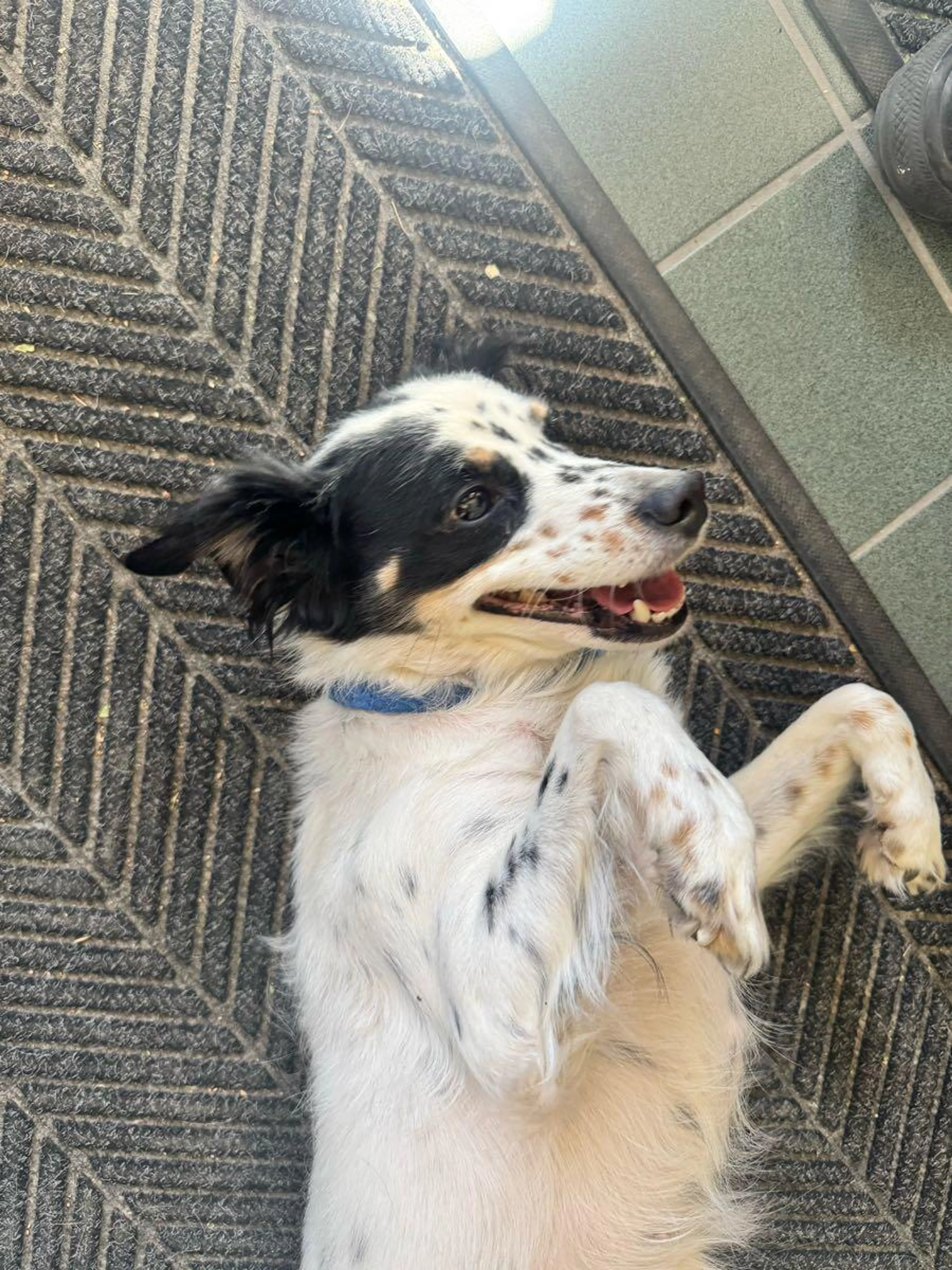 Found pet