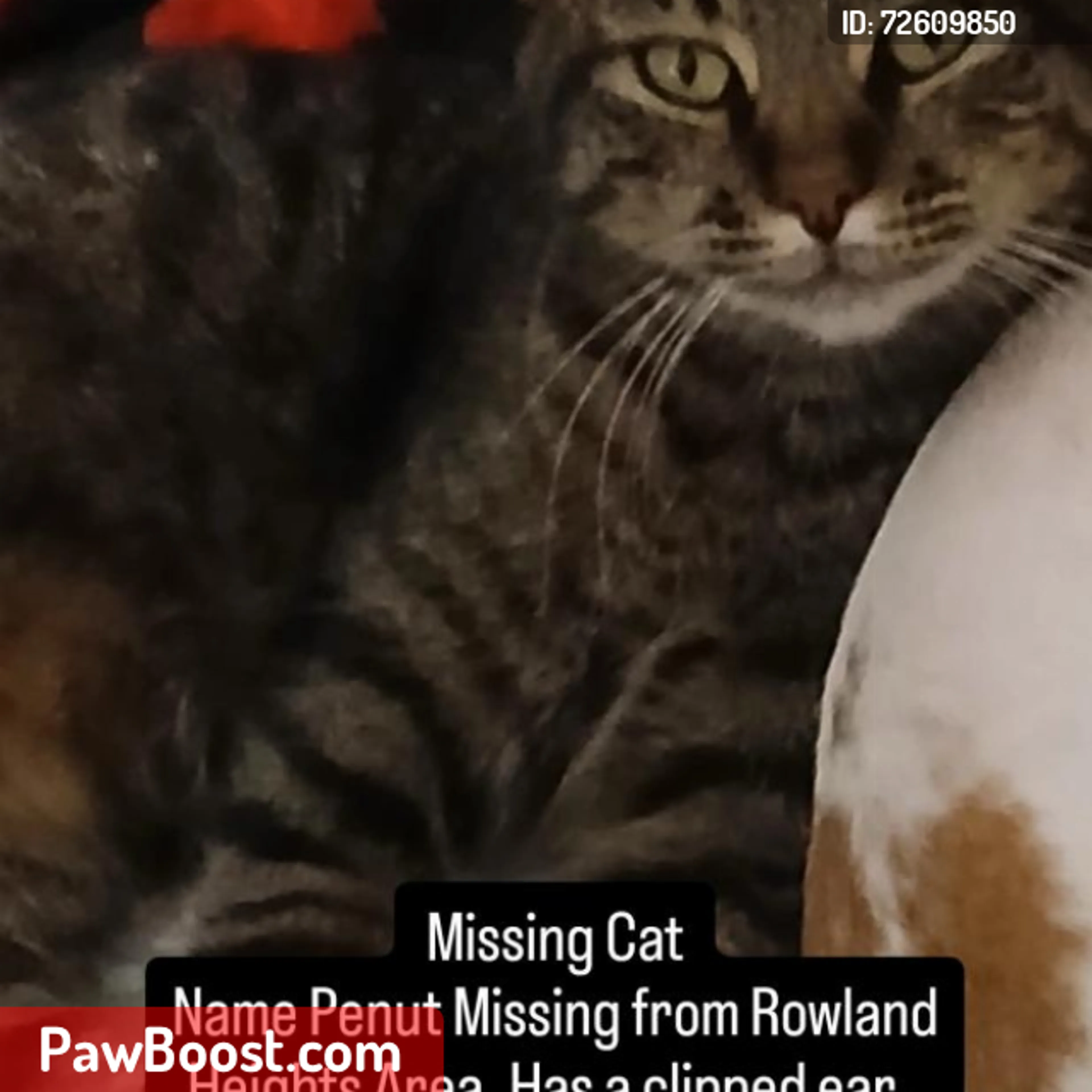 Lost pet