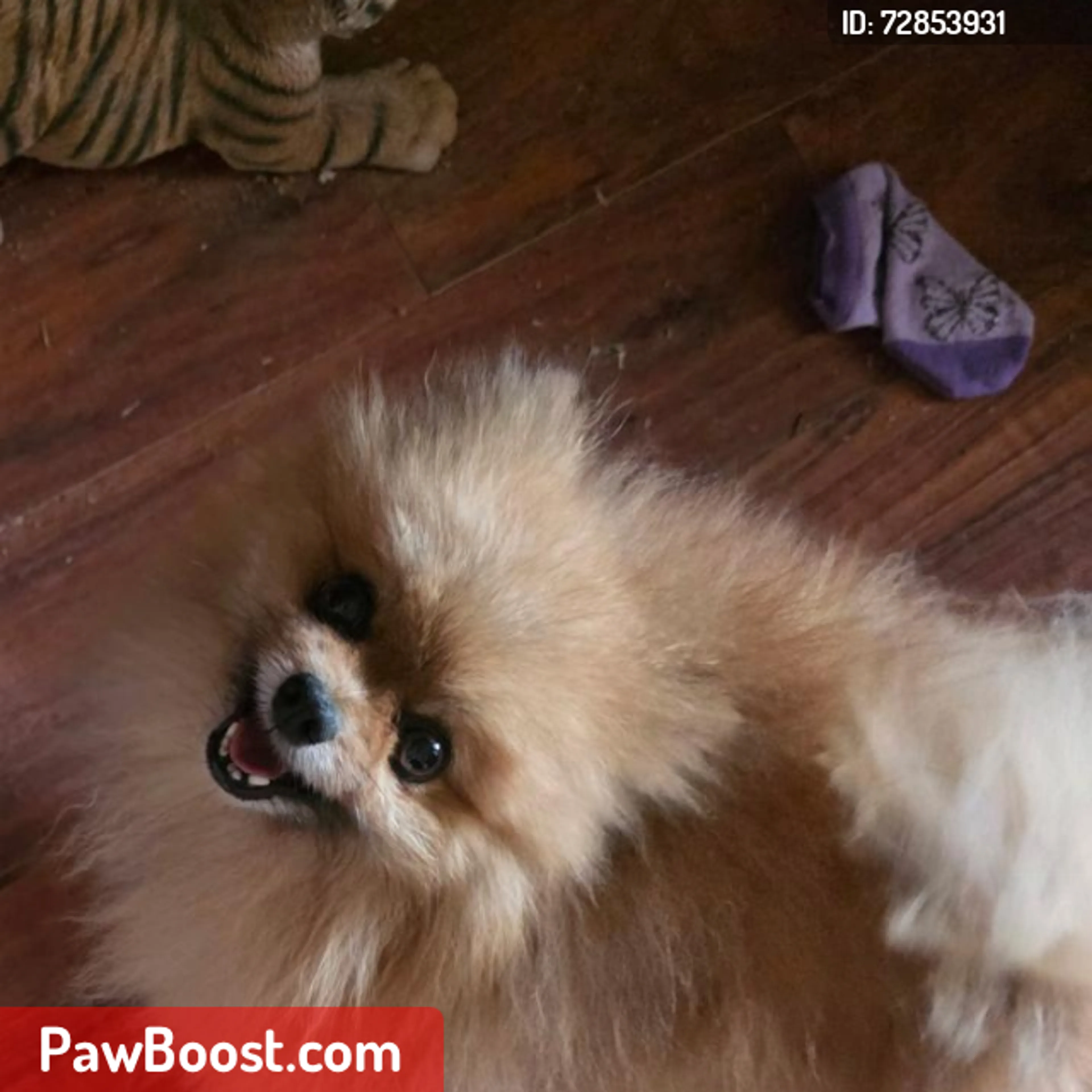 Lost pet
