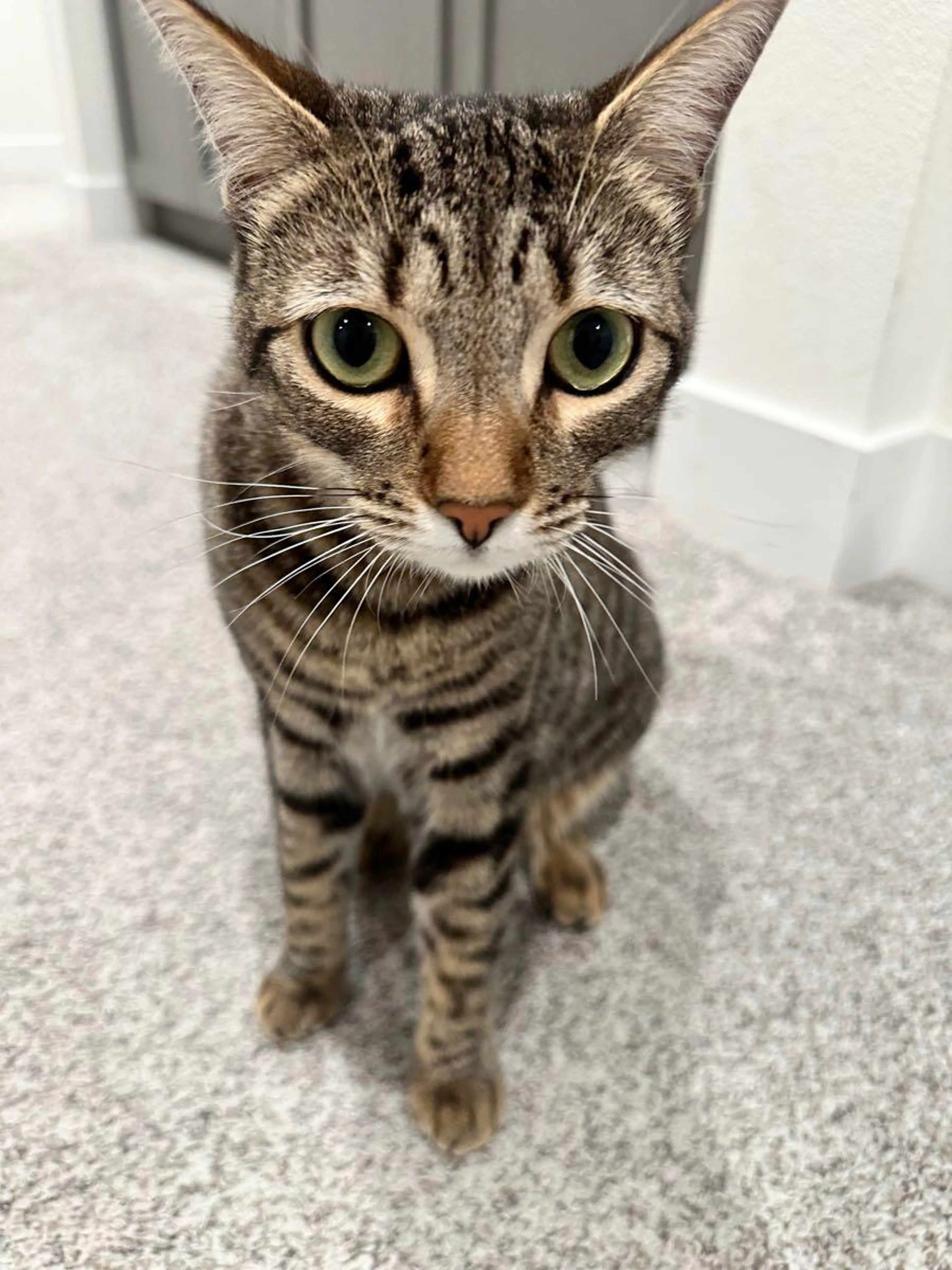 Lost pet
